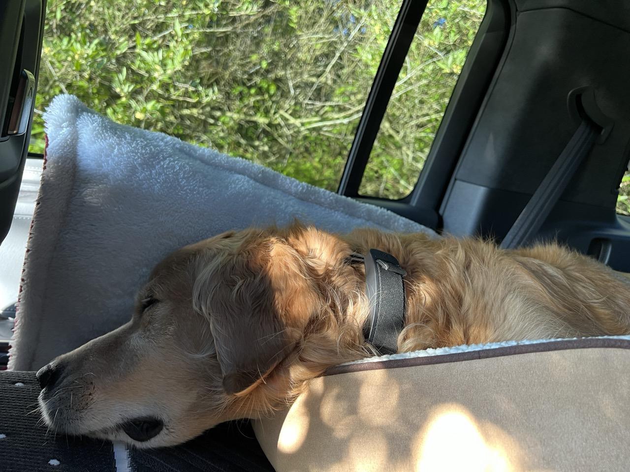 Rivian R1T R1S Rivian Connected Dog Collar Patent sleepy