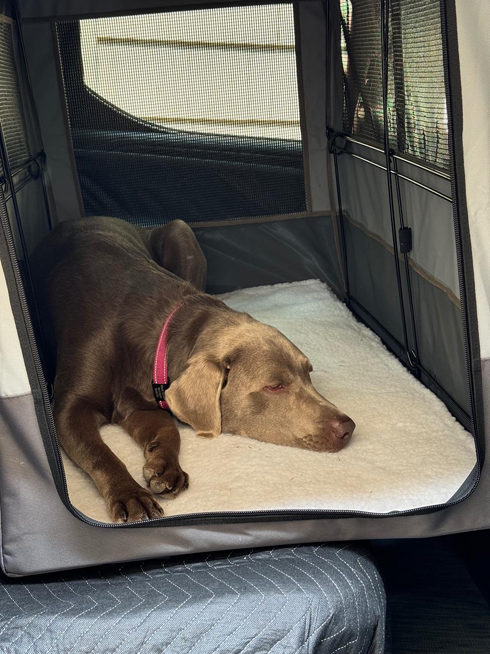 Rivian R1T R1S Attention R1T Dog Owners: I May Have Created the Perfect Dog Set-Up for the Back Seat (with caveats) 2