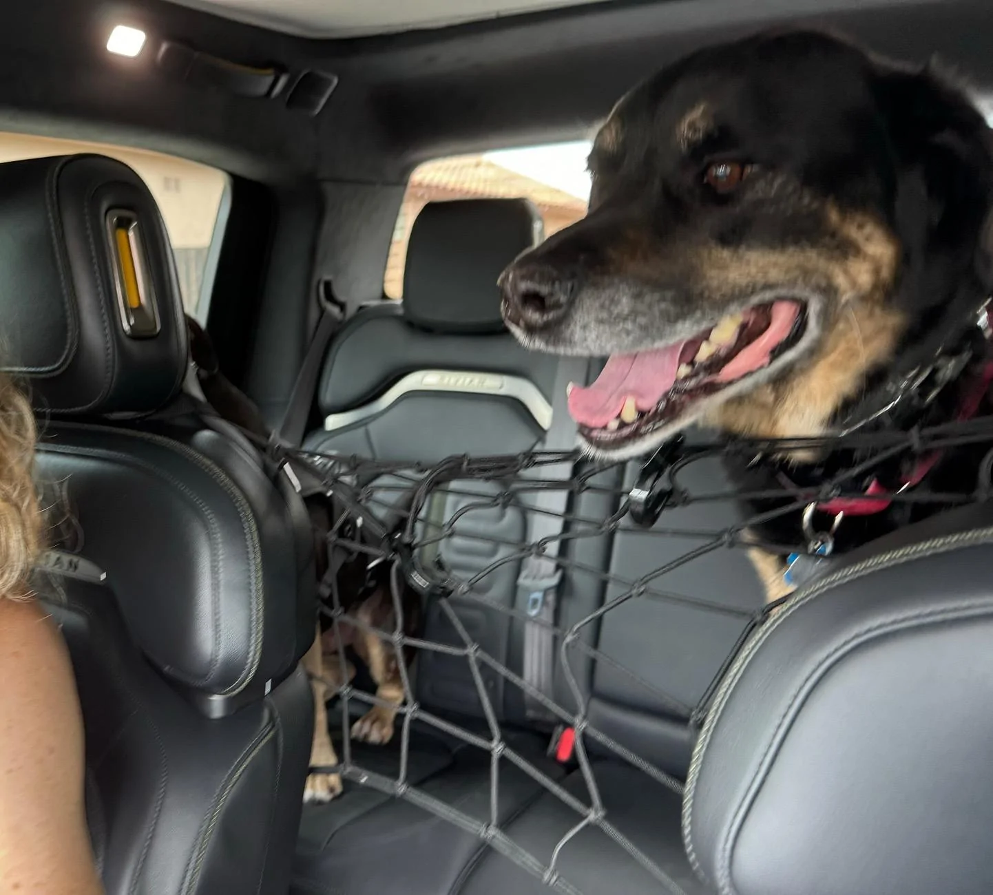 Rivian R1T R1S Attention R1T Dog Owners: I May Have Created the Perfect Dog Set-Up for the Back Seat (with caveats) IMG_3001