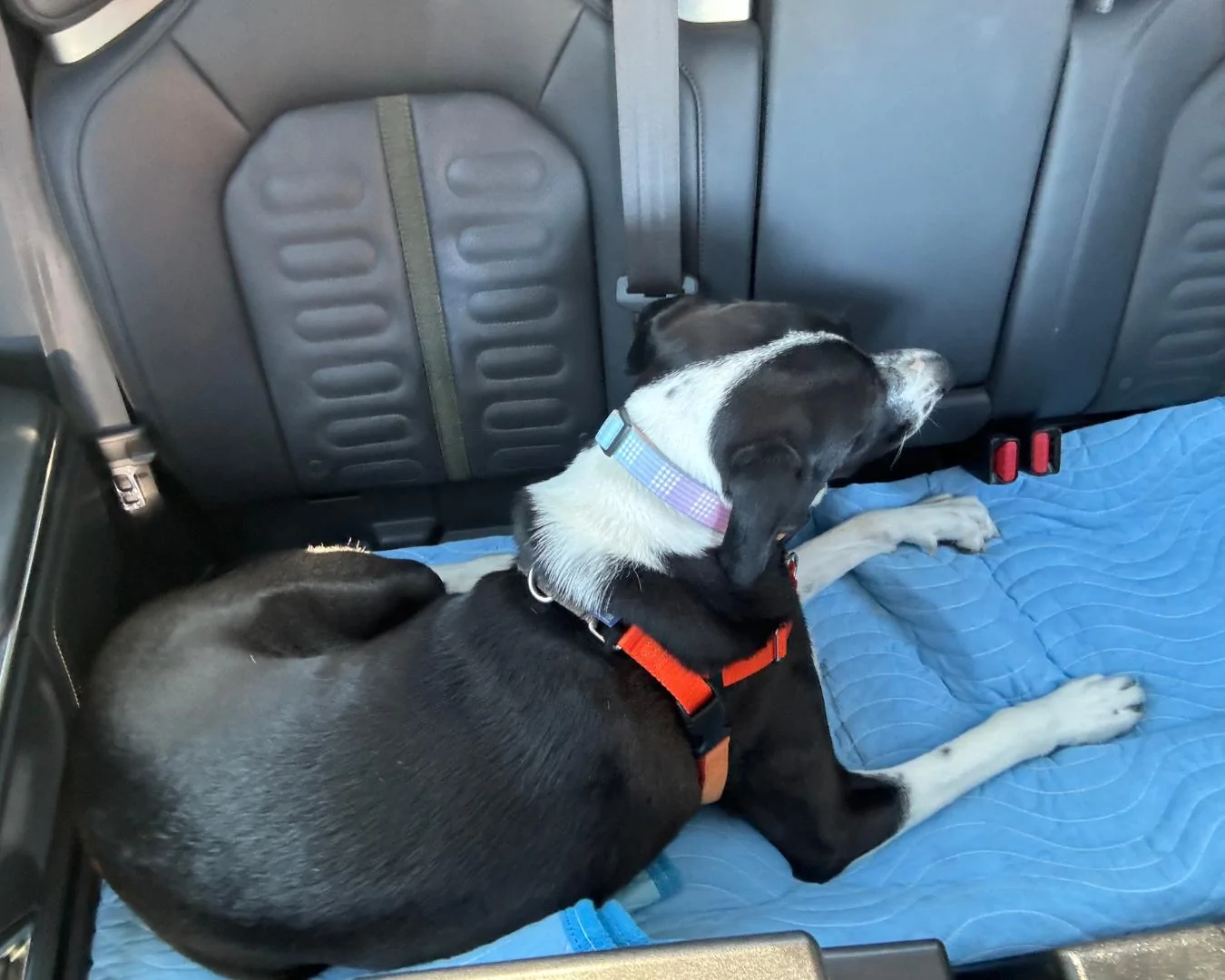 dog in back.jpg