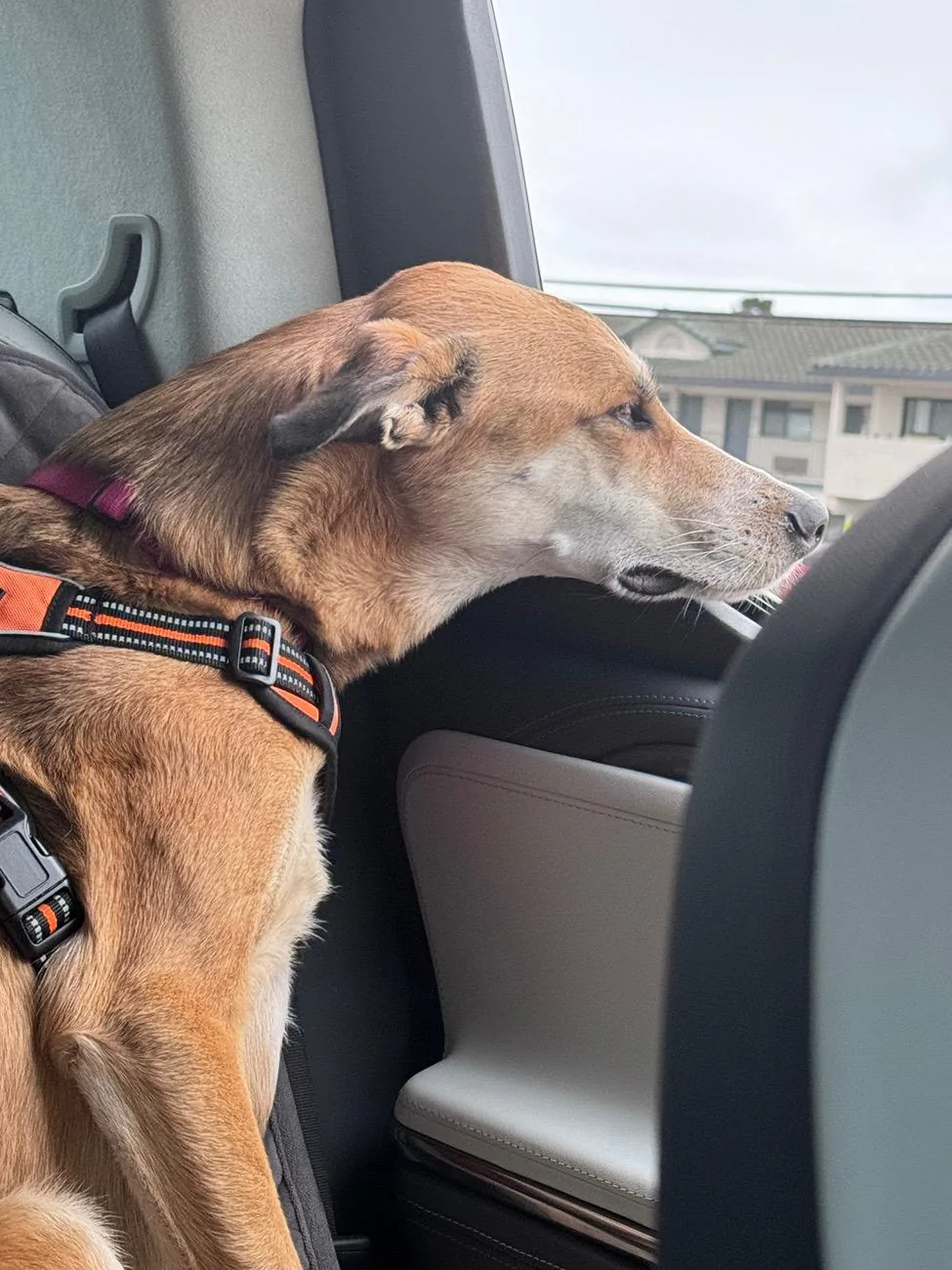 Rivian R1T R1S Attention R1T Dog Owners: I May Have Created the Perfect Dog Set-Up for the Back Seat (with caveats) IMG_0484