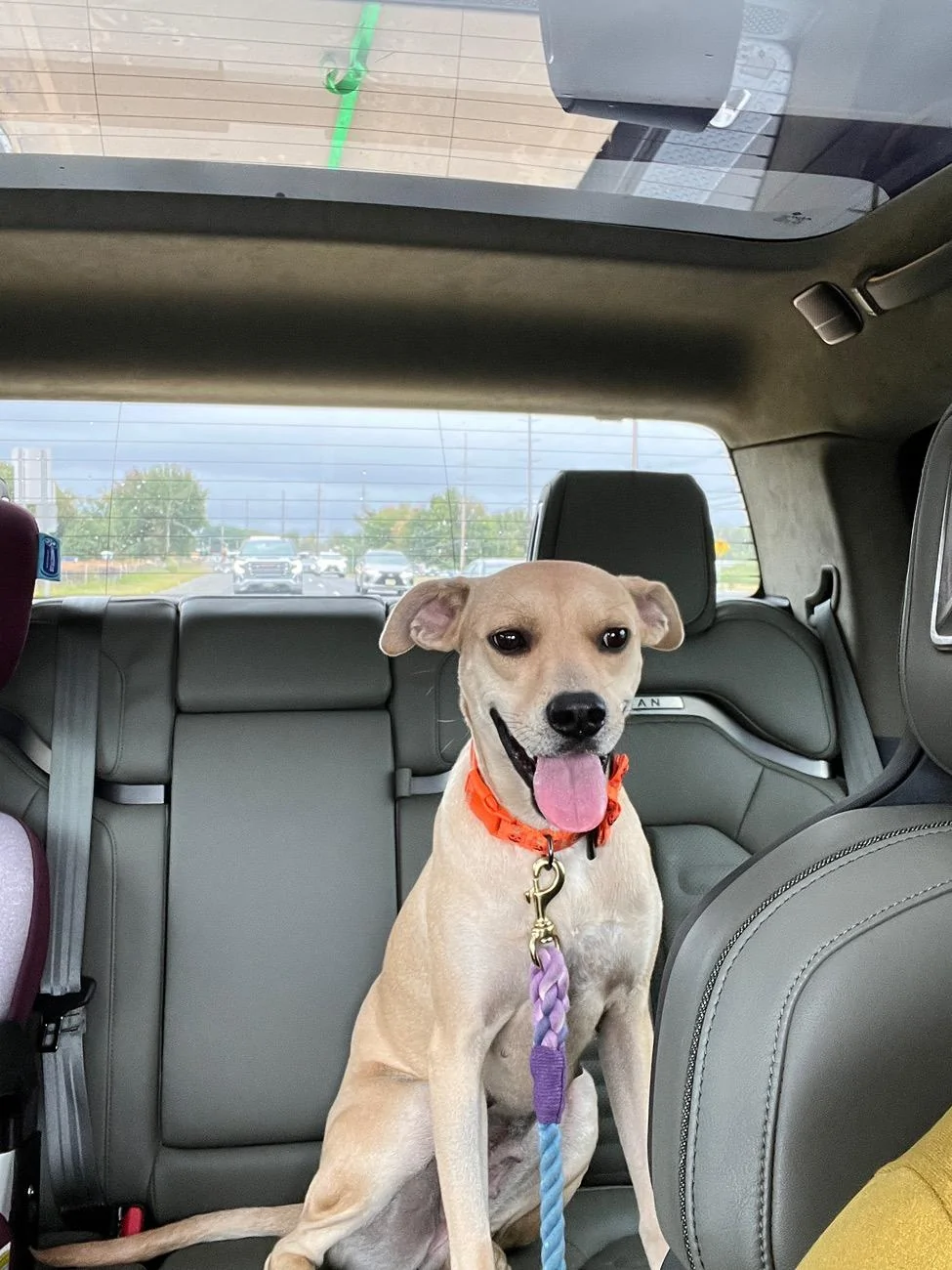 Rivian R1T R1S Attention R1T Dog Owners: I May Have Created the Perfect Dog Set-Up for the Back Seat (with caveats) IMG_0094