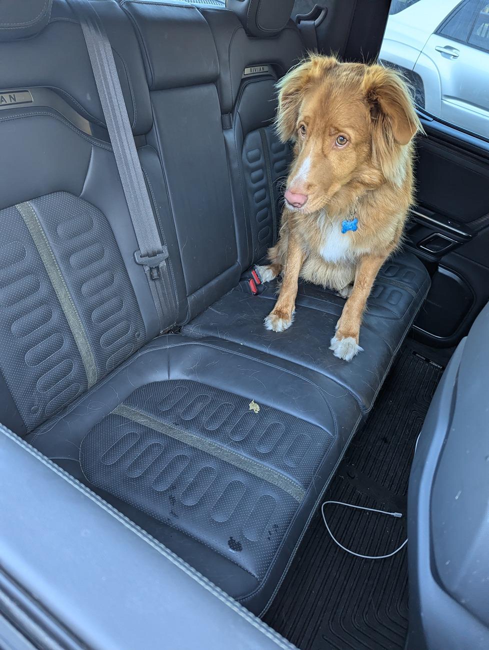 Rivian R1T R1S Dogs and Rivians ? 1000001292