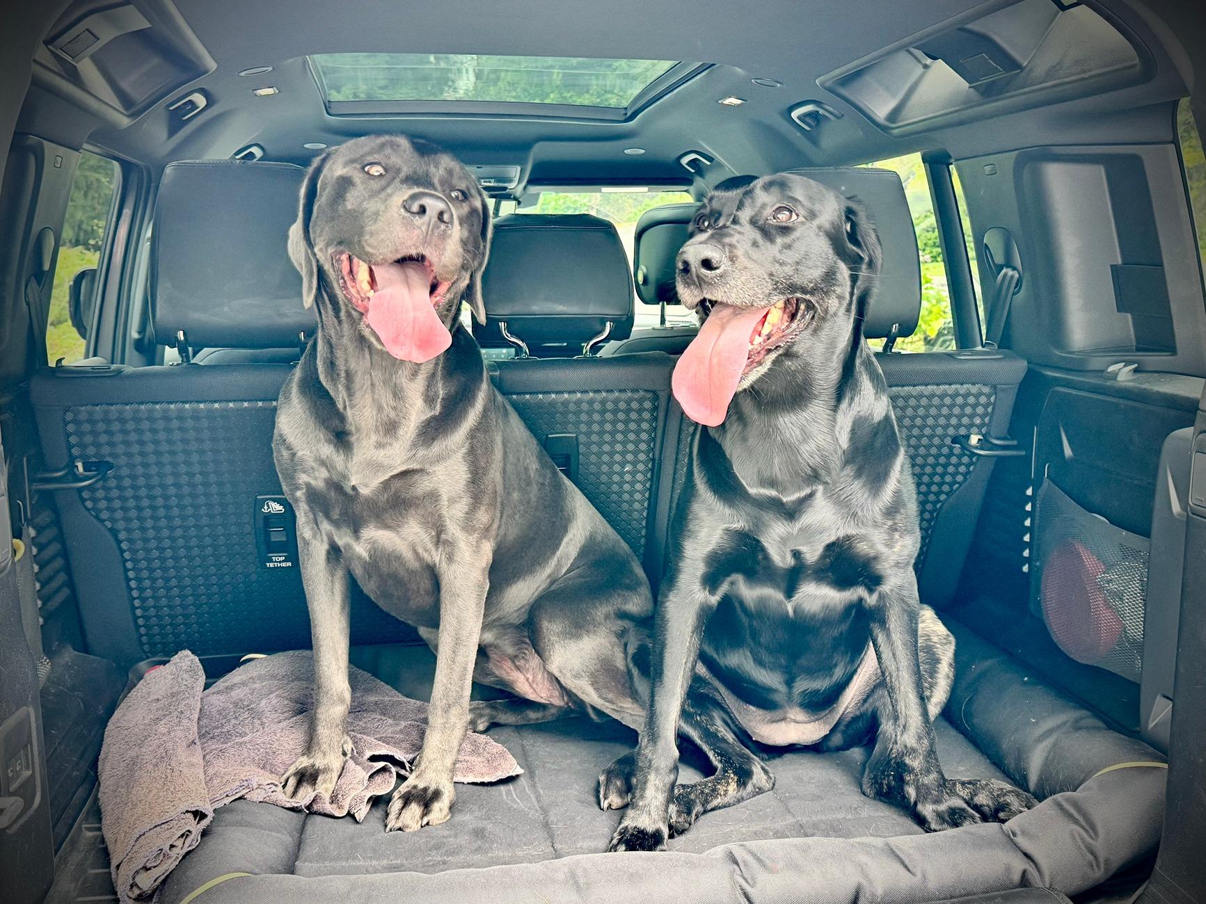 Rivian R1T R1S Dogs and Rivians ? IMG_2284
