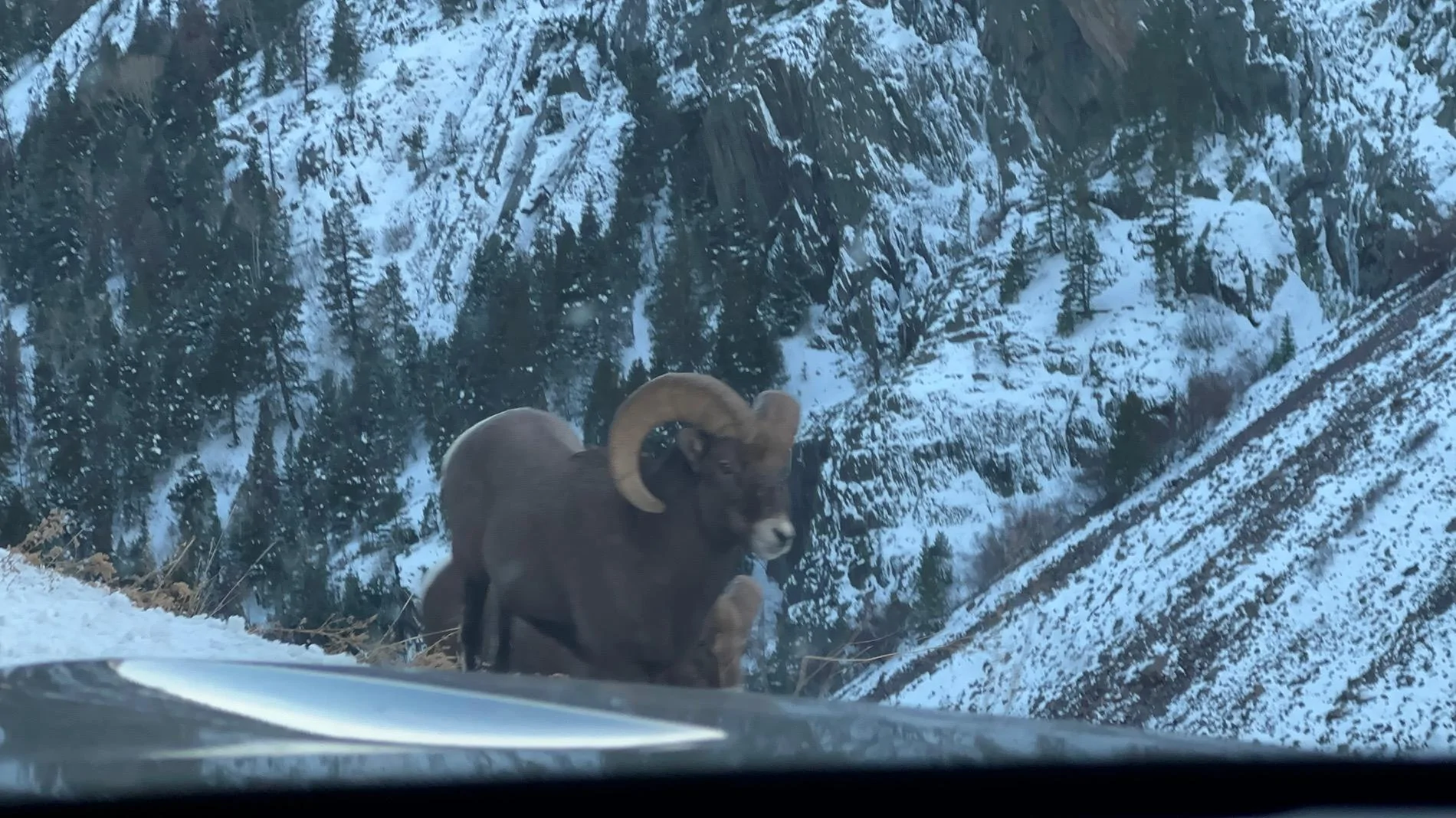 Rivian R1T R1S Rivian vs deer. Repair cost? IMG_0815