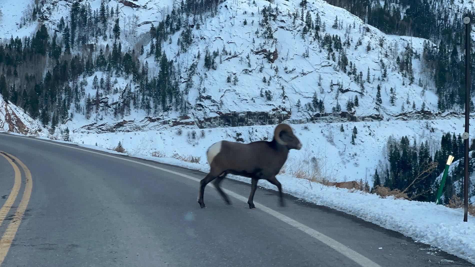 Rivian R1T R1S Rivian vs deer. Repair cost? IMG_0814