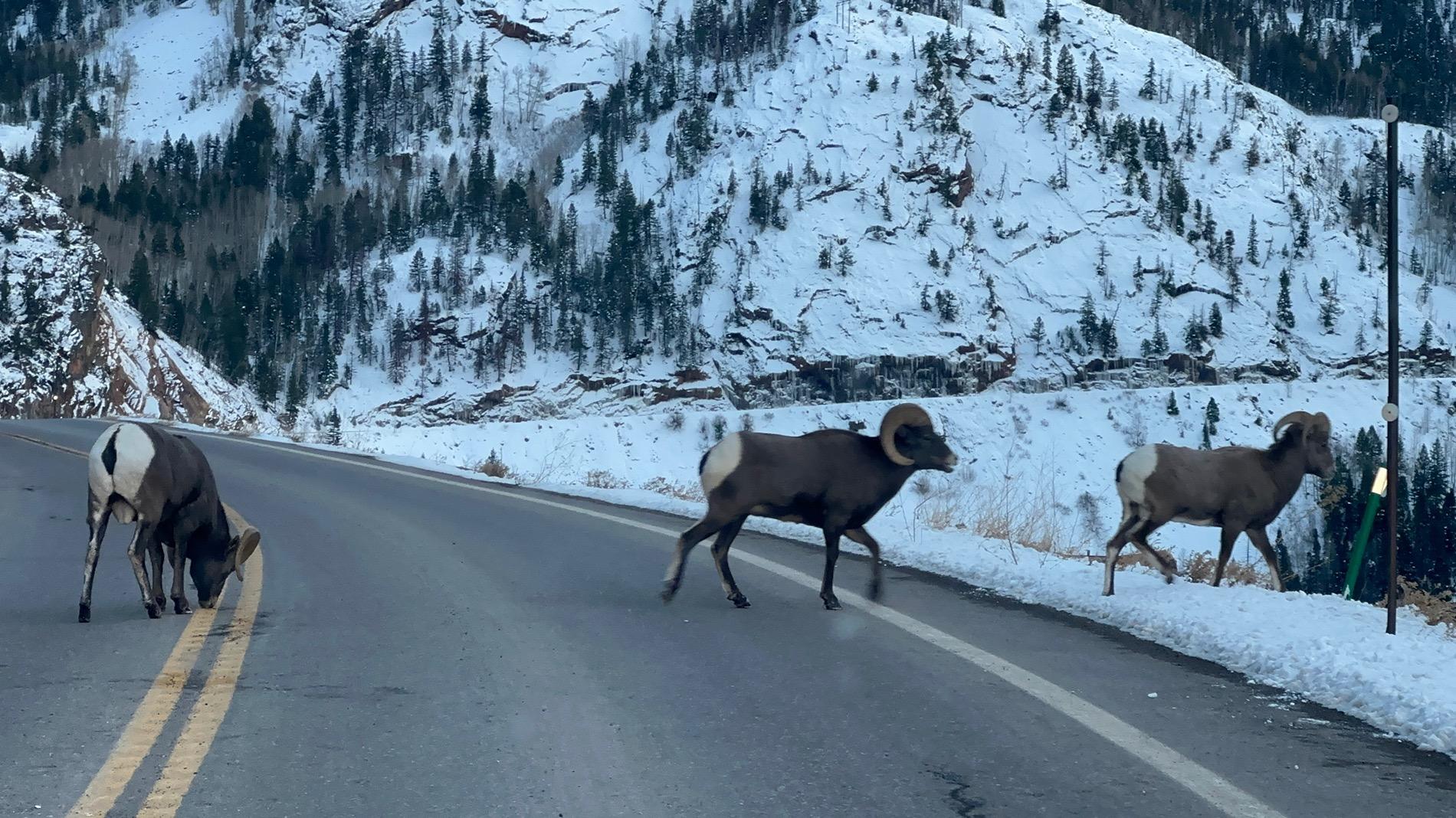 Rivian R1T R1S Rivian vs deer. Repair cost? IMG_0812