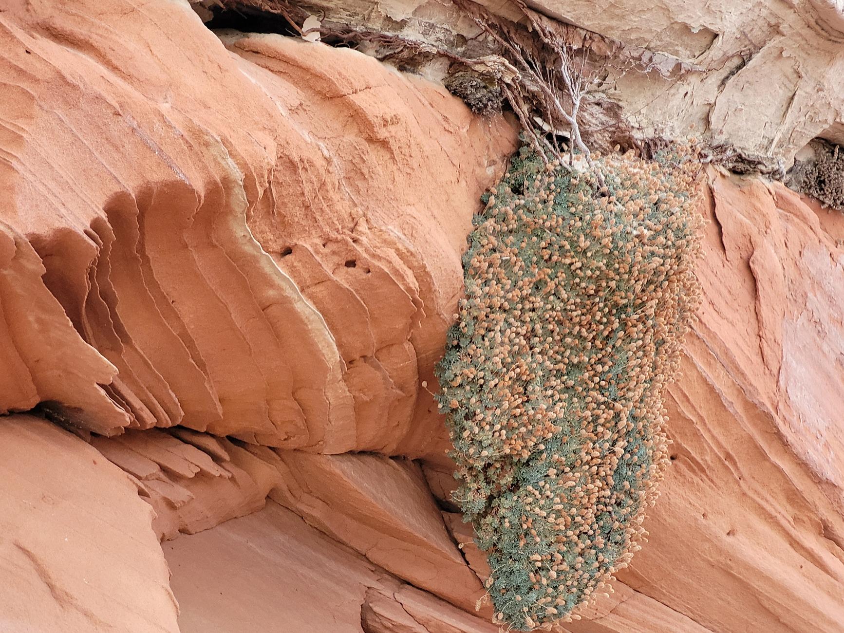 Rivian R1T R1S Exploring southern Utah slot canyons over New Years 20250102_171523