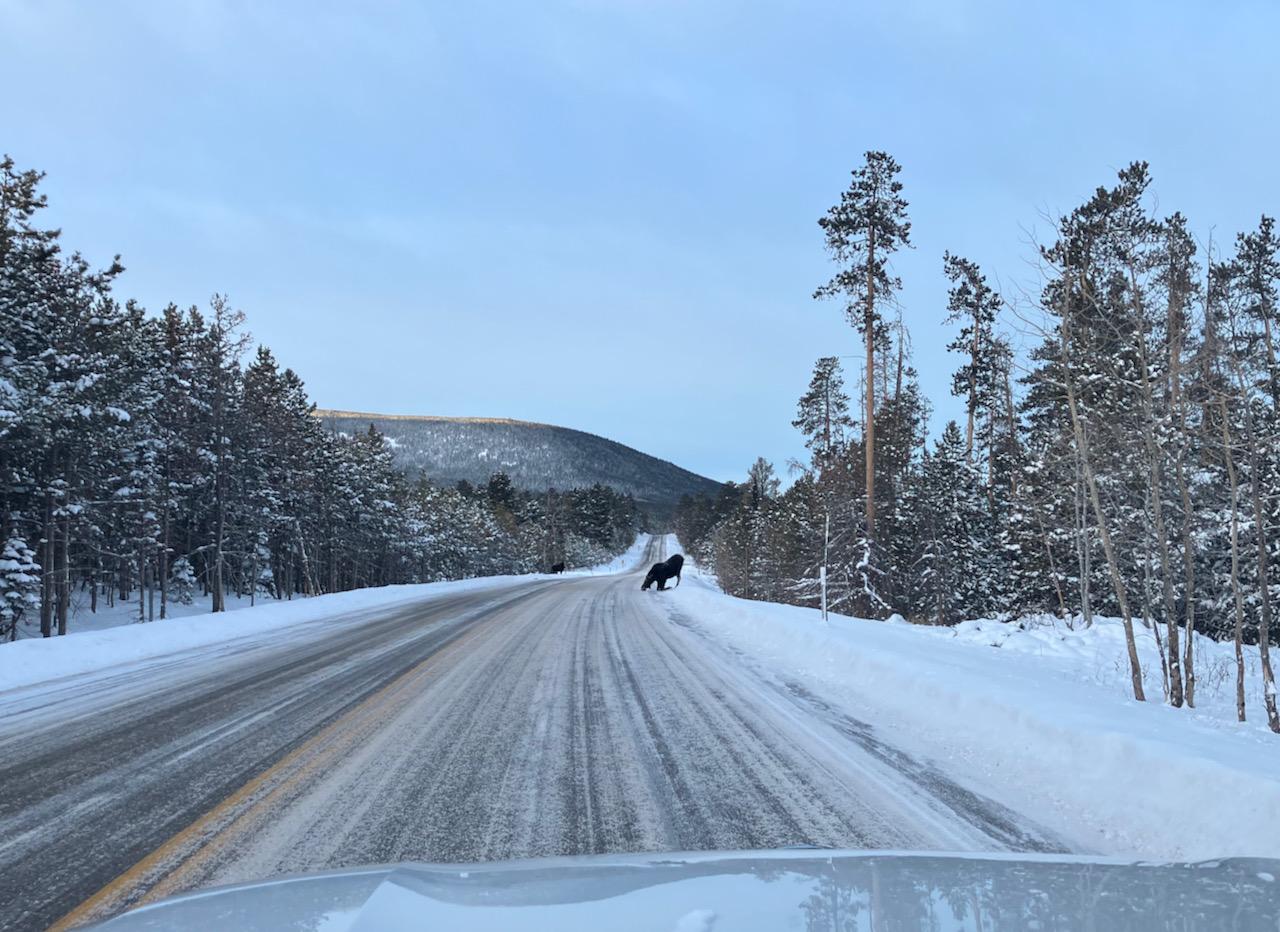 Rivian R1T R1S Random Rivian Photos of the Day - Post Yours! 📸 Moose - 1