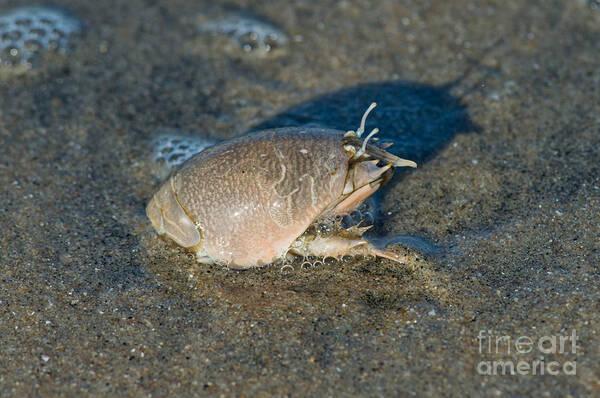 Rivian R1T R1S Another CyberStuck rescue… sand-crab-or-mole-crab-anthony-mercieca