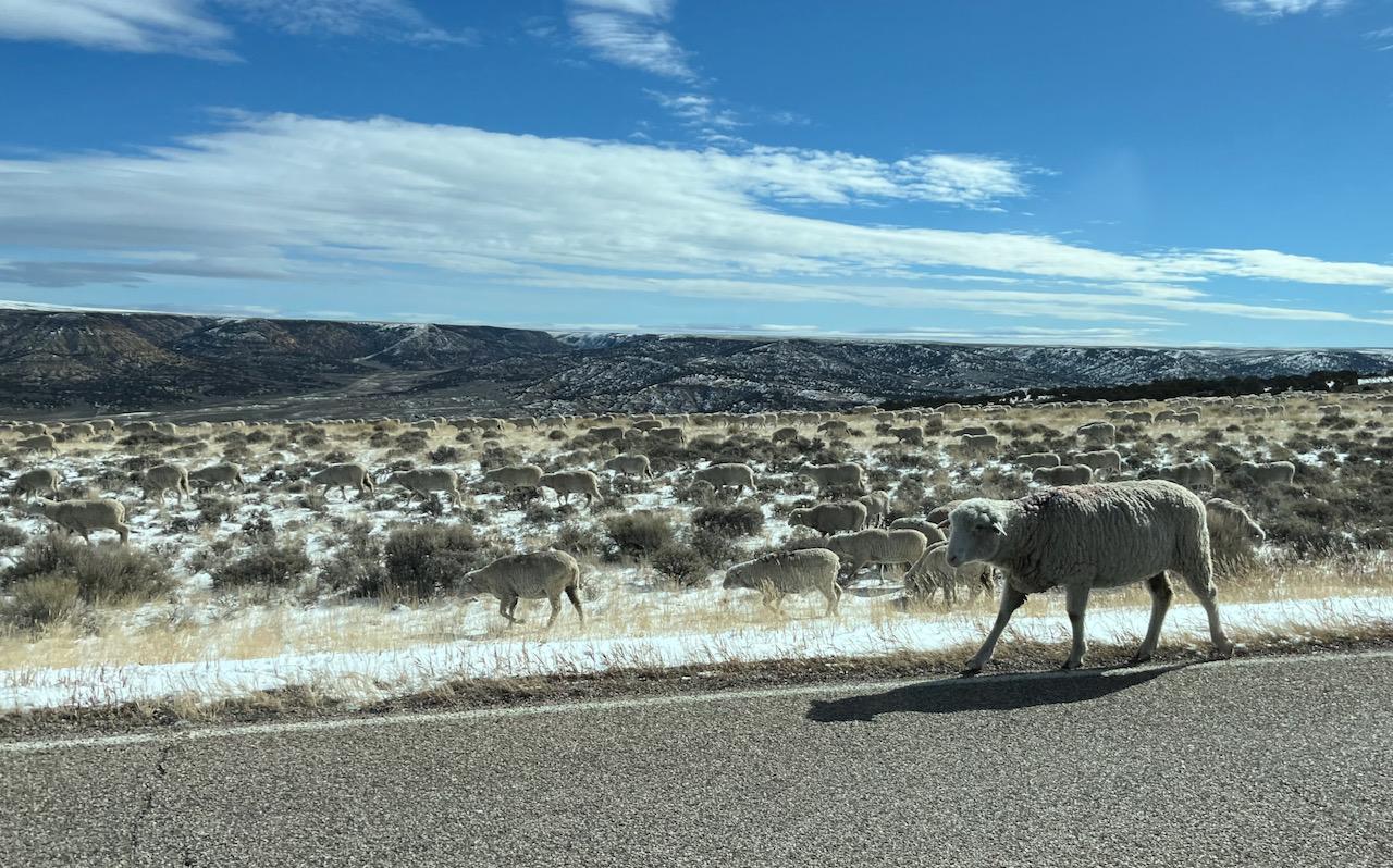 Rivian R1T R1S Can we start waving??? WY - 1 (4)