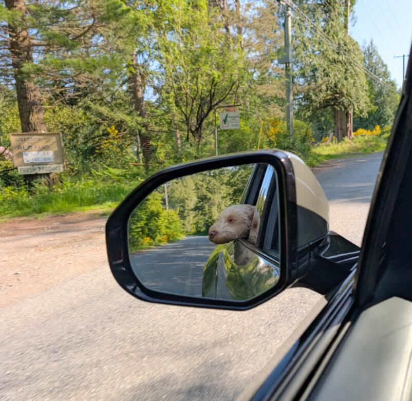 Rivian R1T R1S Bad Safelite Experience - Seeking Advice 1000004275