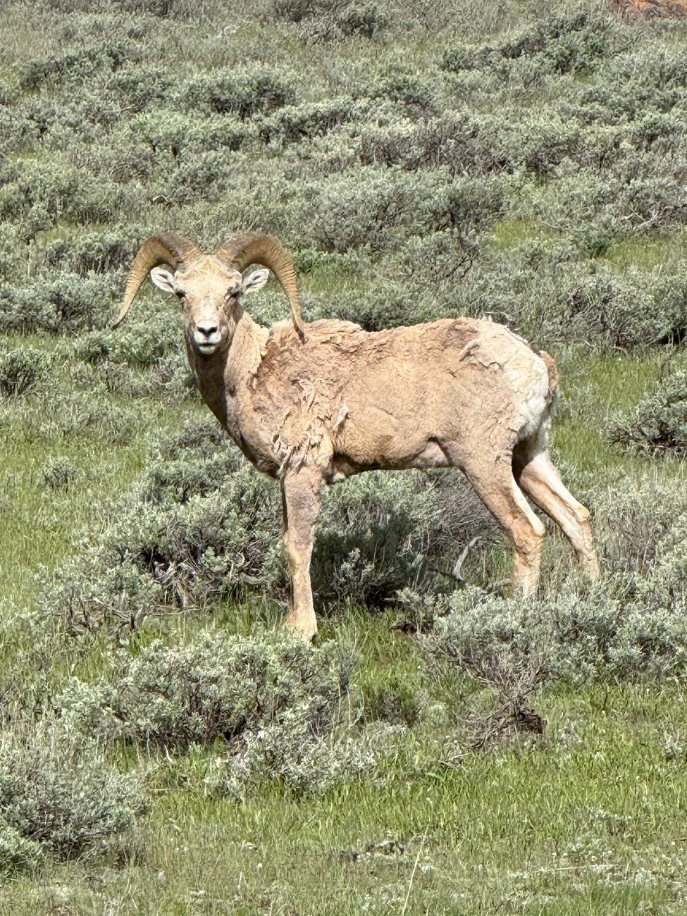 Rivian R1T R1S Yellowstone travel/charging advice IMG_3579