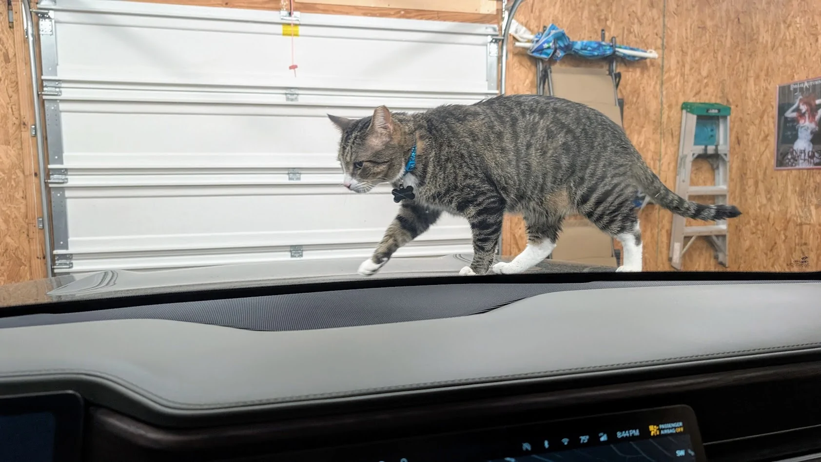 Rivian R1T R1S What dog ramp have people bought for the R1S? 1756216666158-s8