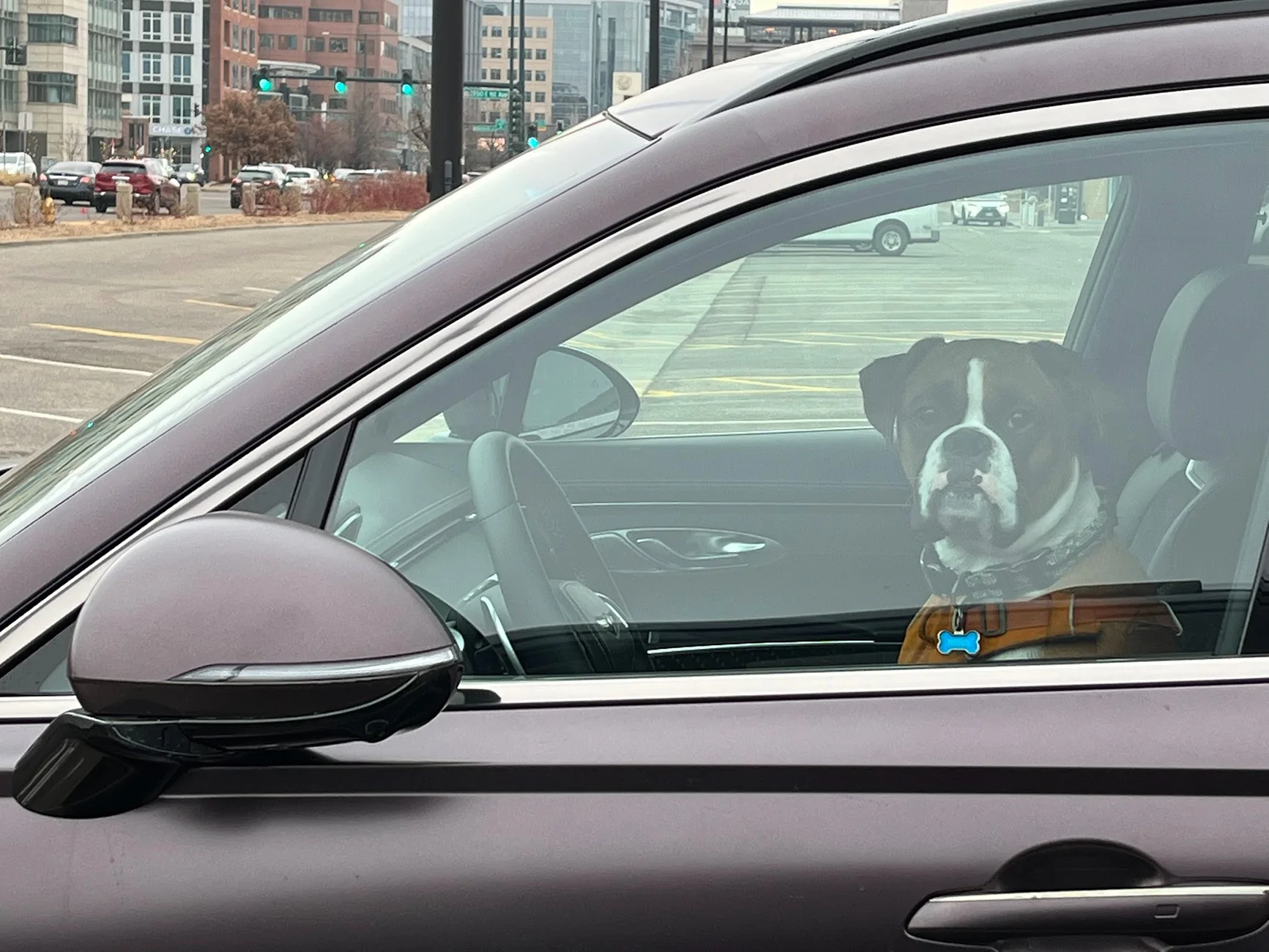Rivian R1T R1S What was your dog’s first car ride like? IMG_2648