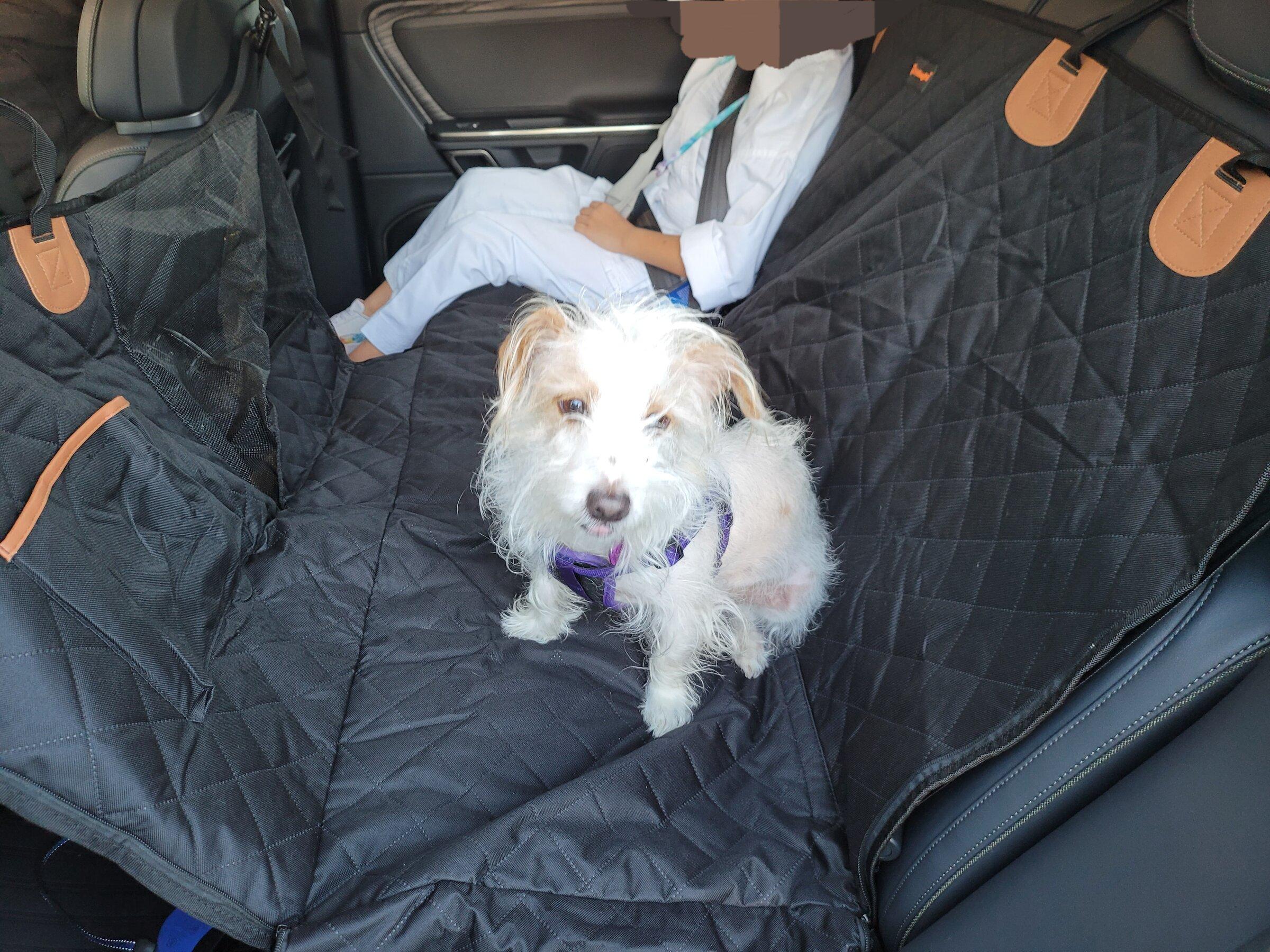 Rivian R1T R1S Dogs in back seat… 20220128_170301
