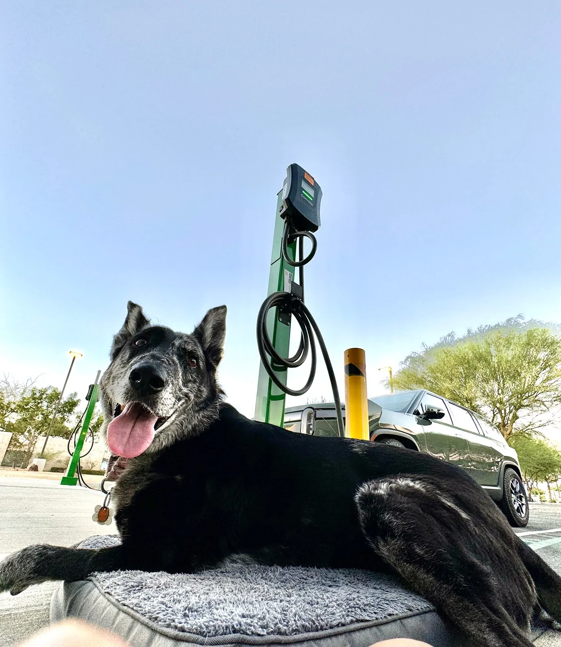 dog at lancaster.webp