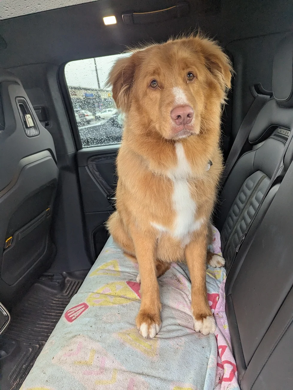 Rivian R1T R1S Does Your Pet Ride Up Front, or Claim the Gear Tunnel? 🐾 PXL_20250603_183458165