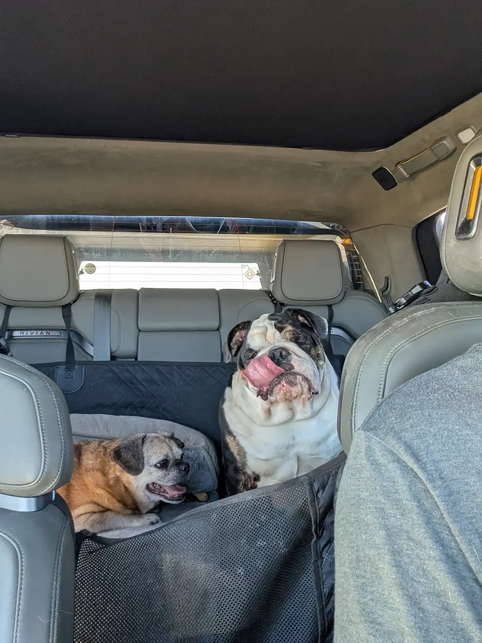 Rivian R1T R1S Does Your Pet Ride Up Front, or Claim the Gear Tunnel? 🐾 1758653550630-66