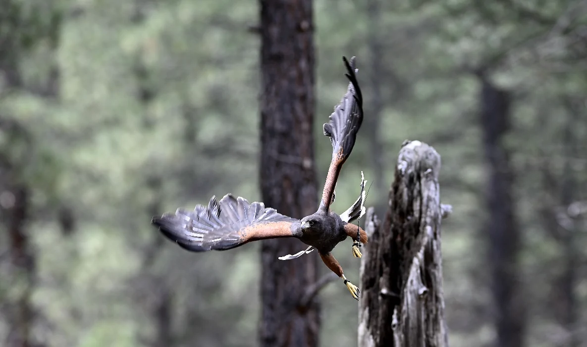 Rivian R1T R1S South OC, CA to Oregon Road Trip - 2,534 Miles High Desert Musium Bird