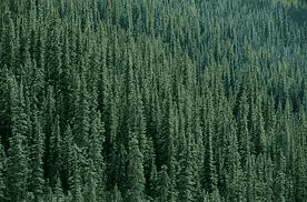 Rivian R1T R1S FOREST GREEN R1T Photos 1648559945768
