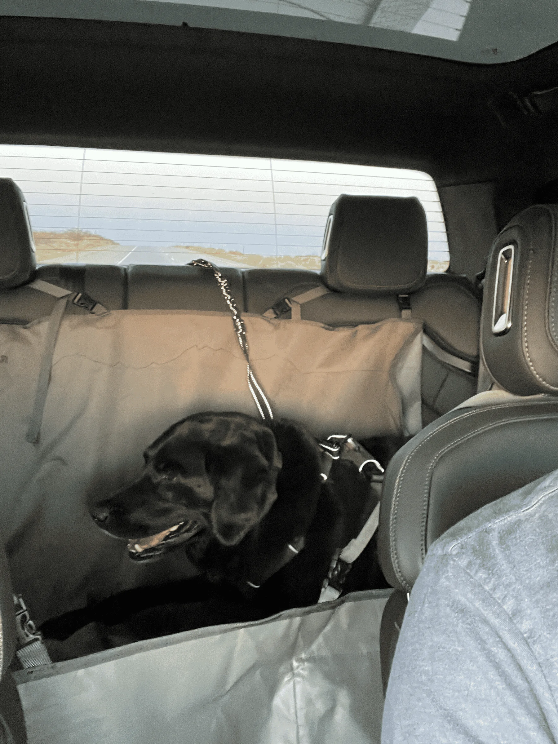 Rivian R1T R1S Dog Hammocks? 1652296880588