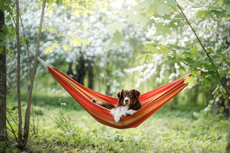 Rivian R1T R1S Dog Hammocks? dog-hammock-nature-australian-shepherd-resting-pet-adventure-158454925