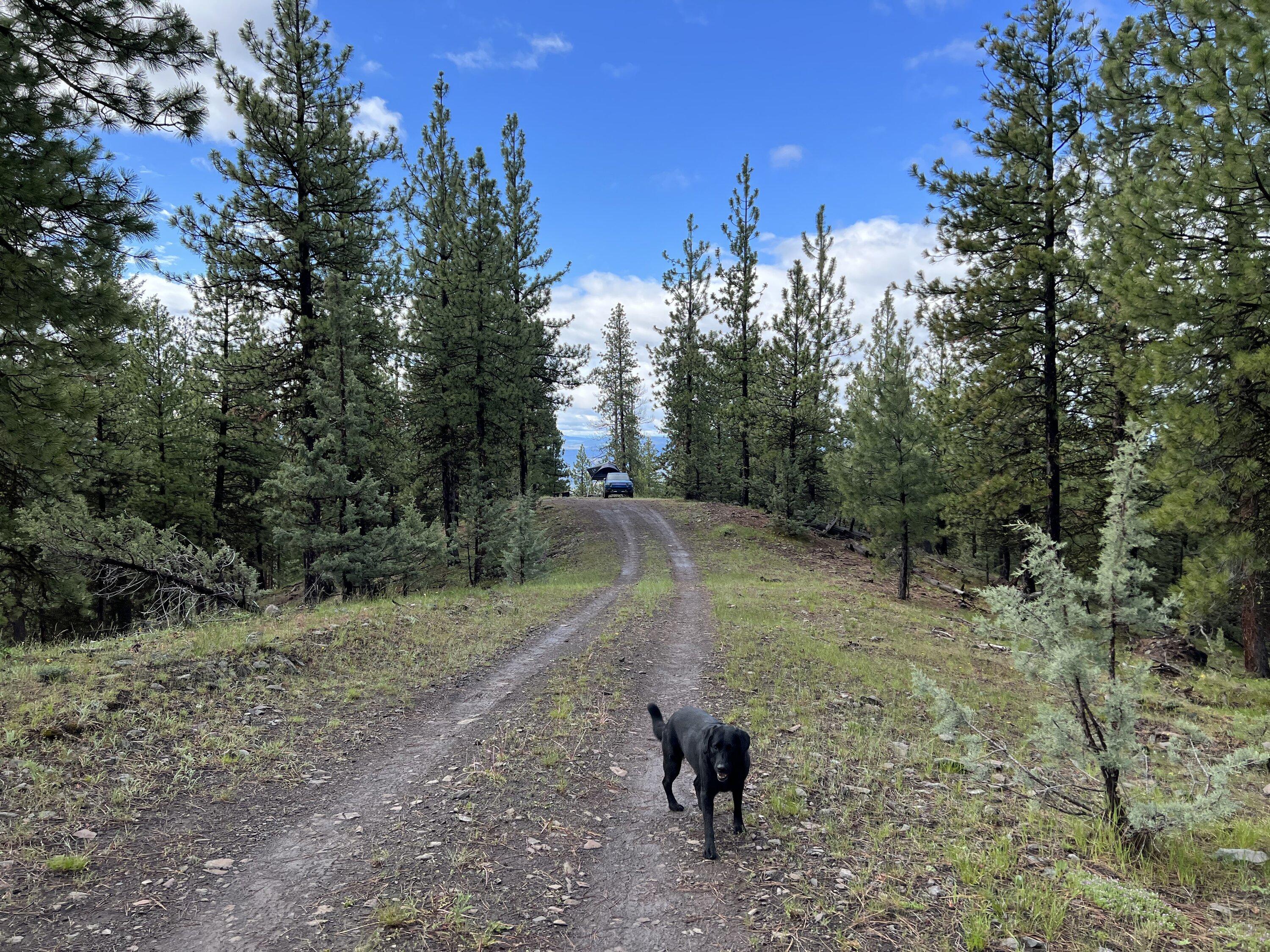 Rivian R1T R1S R1T camping/overlanding adventure!  Ochoco National Forest. 7D599148-1A7E-4E6C-BA8F-D4284951C9ED