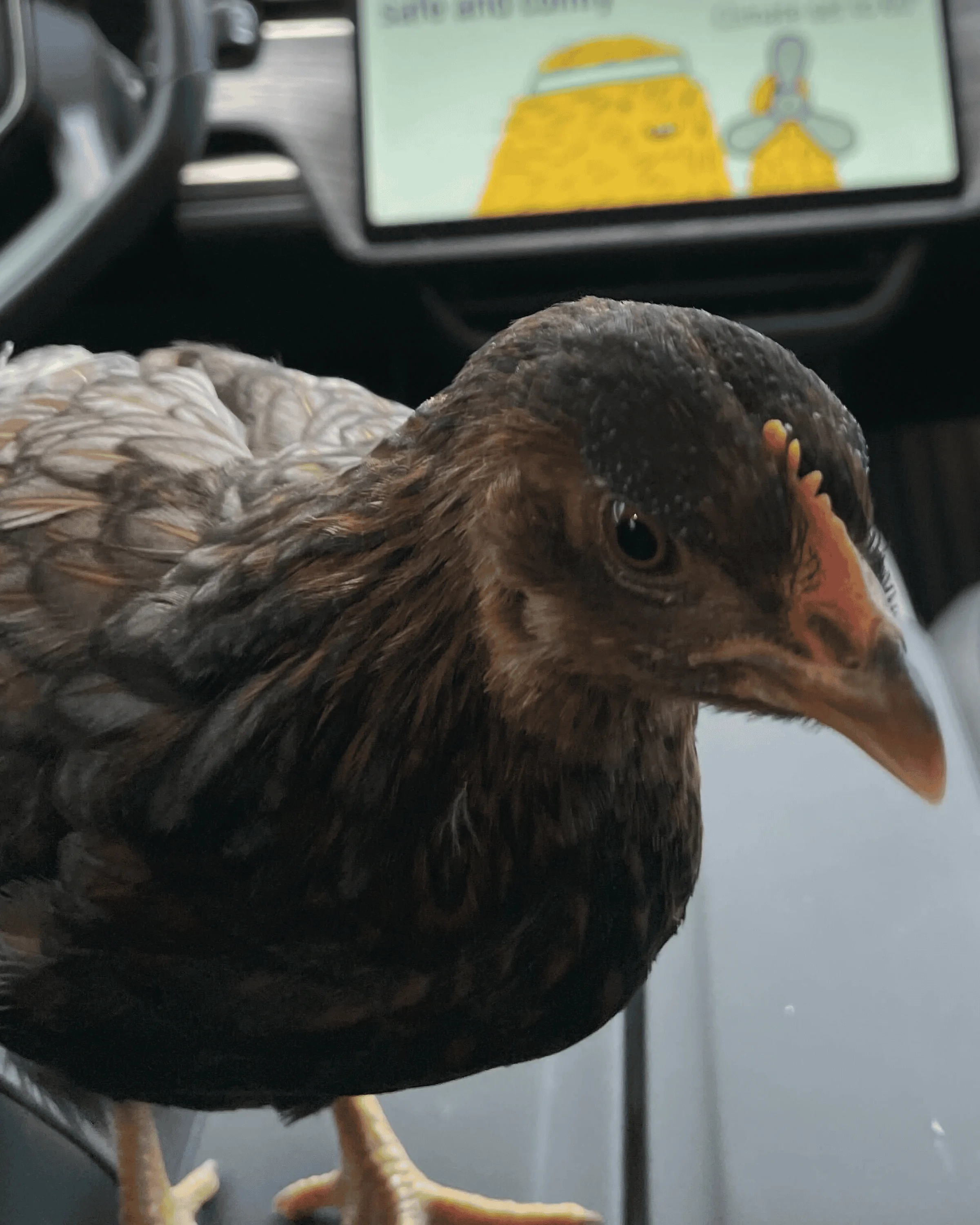Rivian R1T R1S 2022.23.3 OTA Update: Pet Mode, Parking Front Camera View, Cabin Light Adjustment, Updated Energy App & More 1656618280633