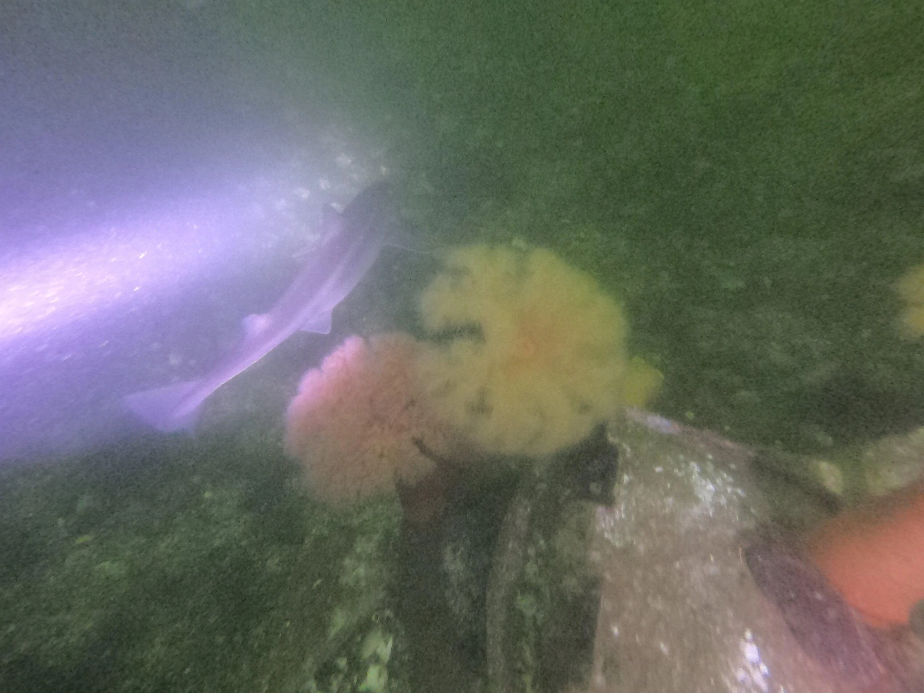 Rivian R1T R1S R1T Scuba Trip: The Drive & The Dive Shark1