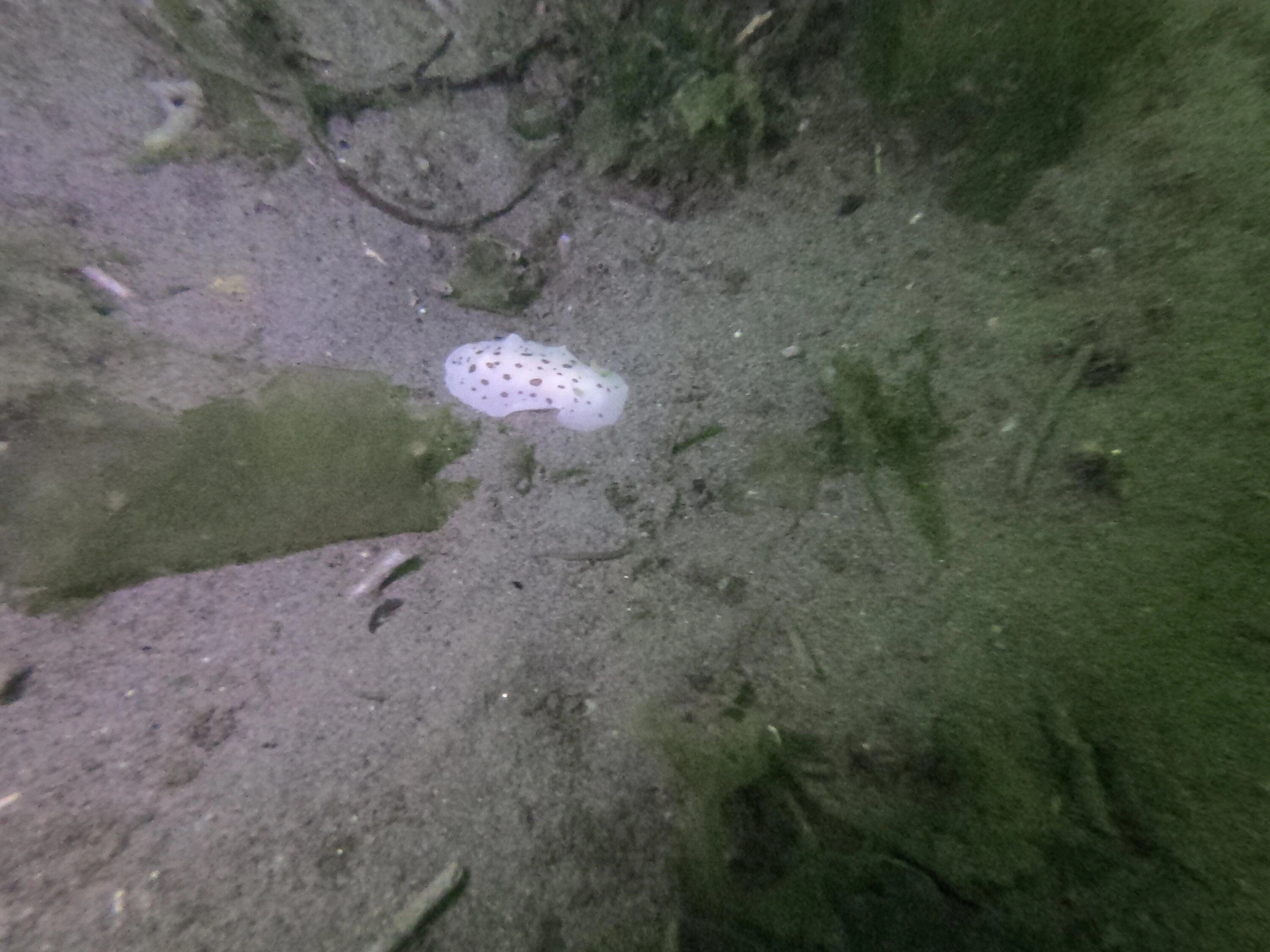 Rivian R1T R1S R1T Scuba Trip: The Drive & The Dive nudibranch