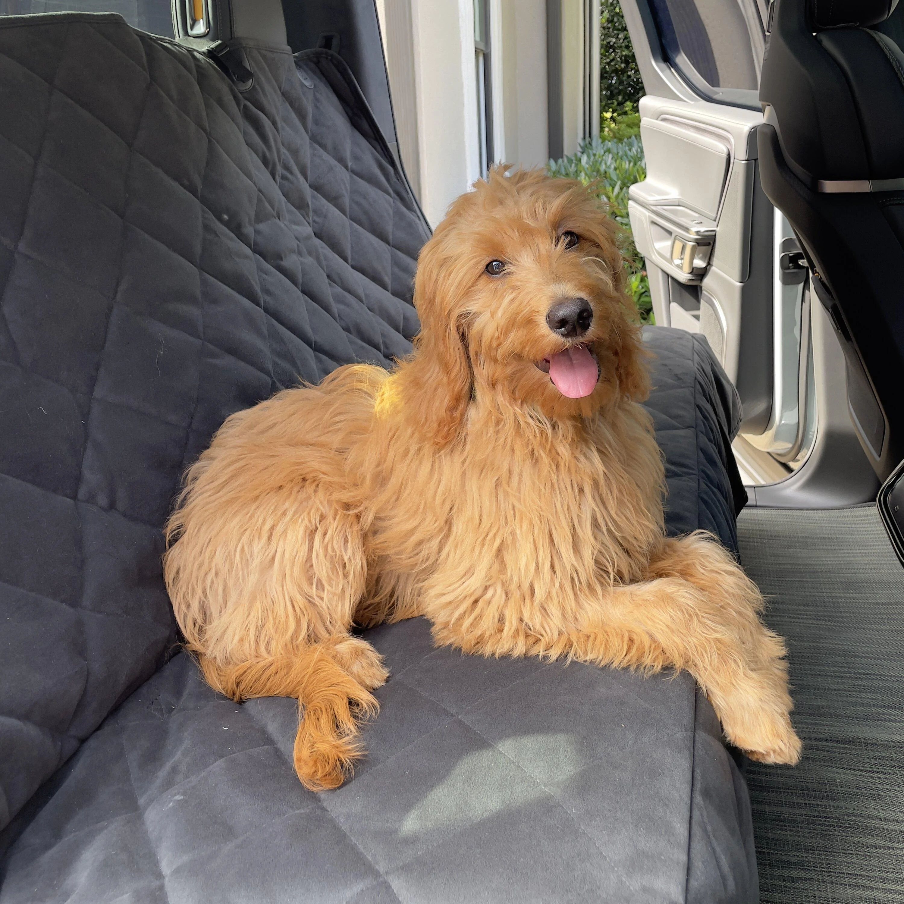 Rivian R1T R1S Thumbs (and paws) up for Orvis Seat Cover IMG_7646