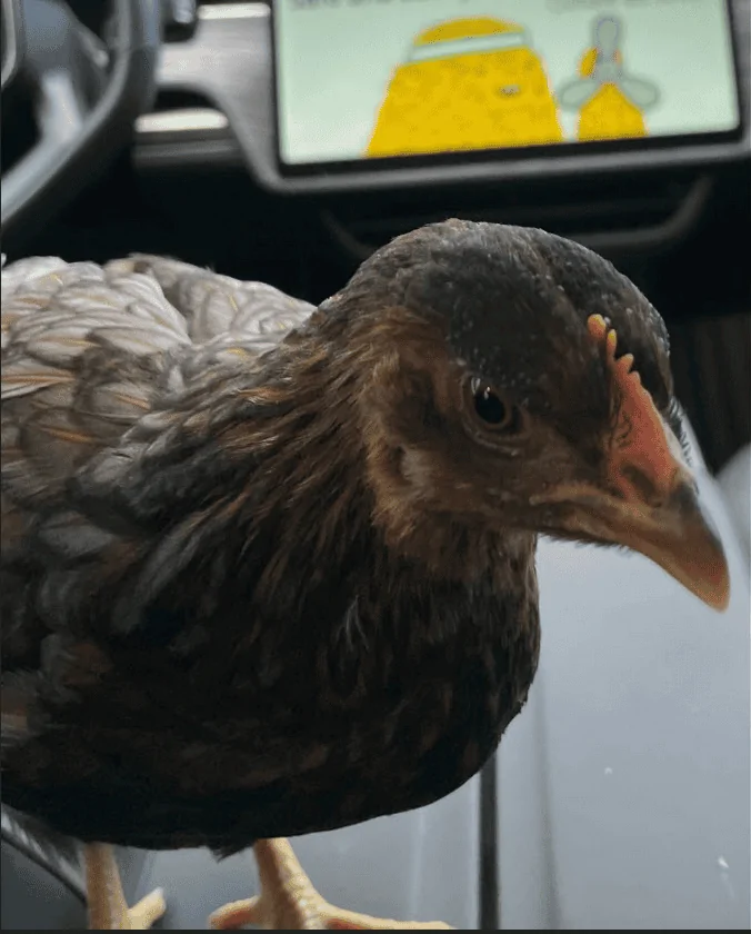 Rivian R1T R1S Pet mode - does it heat or only cool? 1659577253187