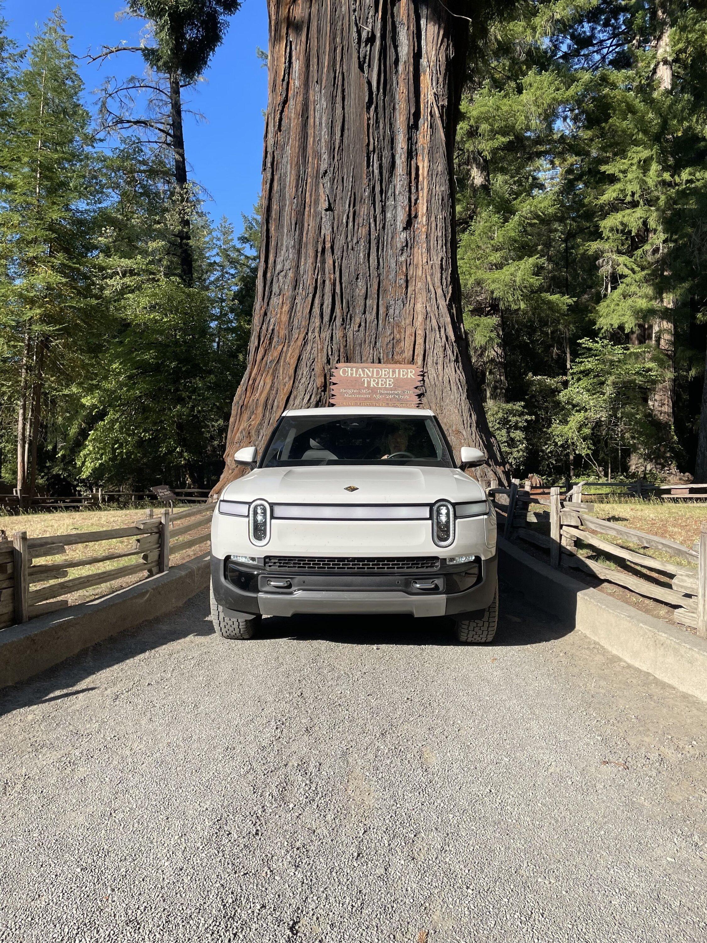Rivian R1T R1S First (Short) Road Trip: Bay Area to Petrolia, CA Chandalier Tree R1T V2