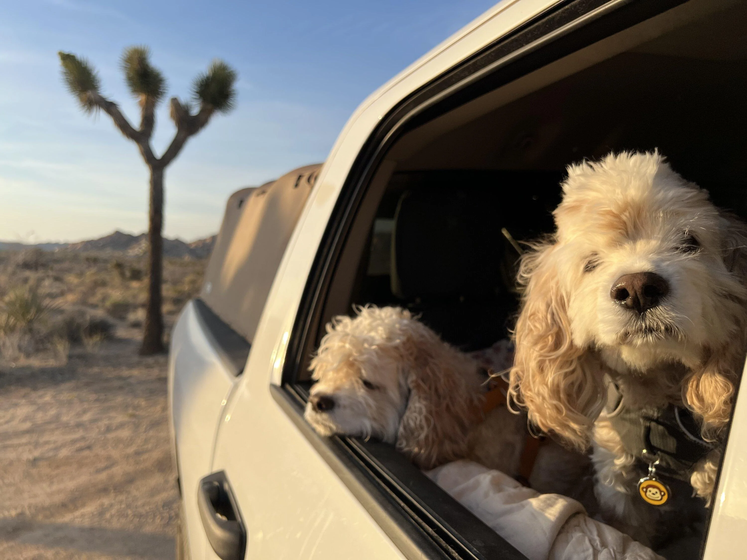 Rivian R1T R1S My (non-hammock) dog back seat plan 1660959082624