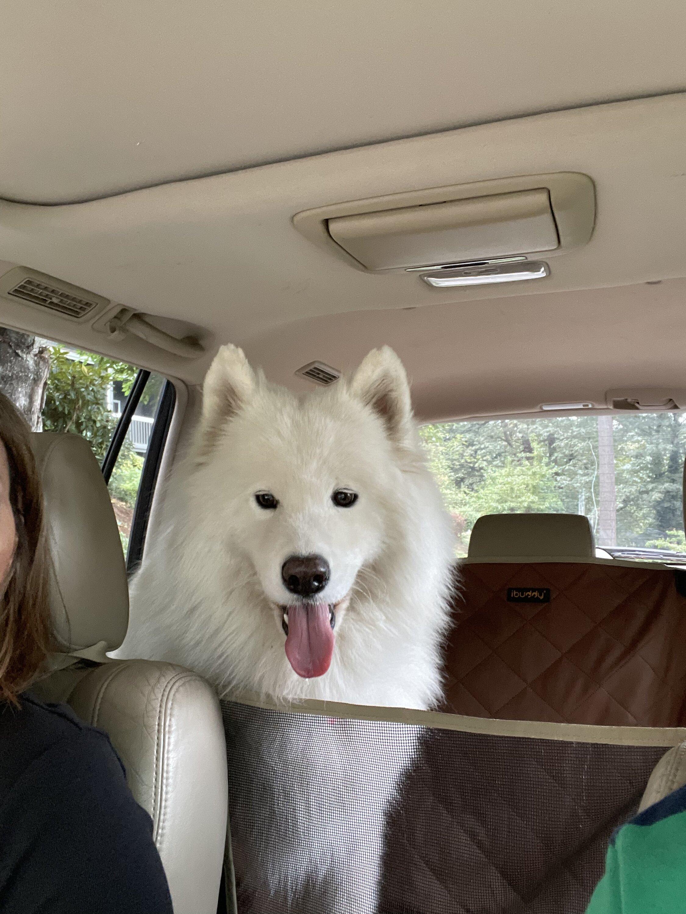 Rivian R1T R1S Attention all R1S Dog Owners 72B17199-C9B2-43EB-8DD6-38DEFAB99E41