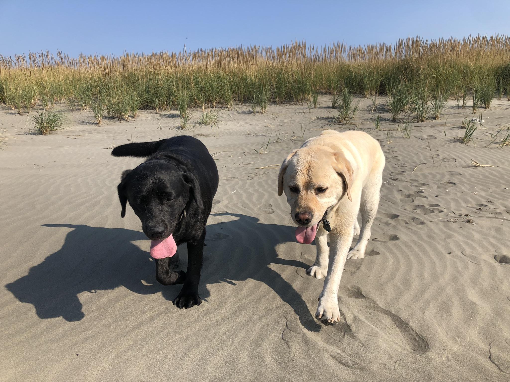 Rivian R1T R1S WA beaches sand mode Beach dogs.JPEG