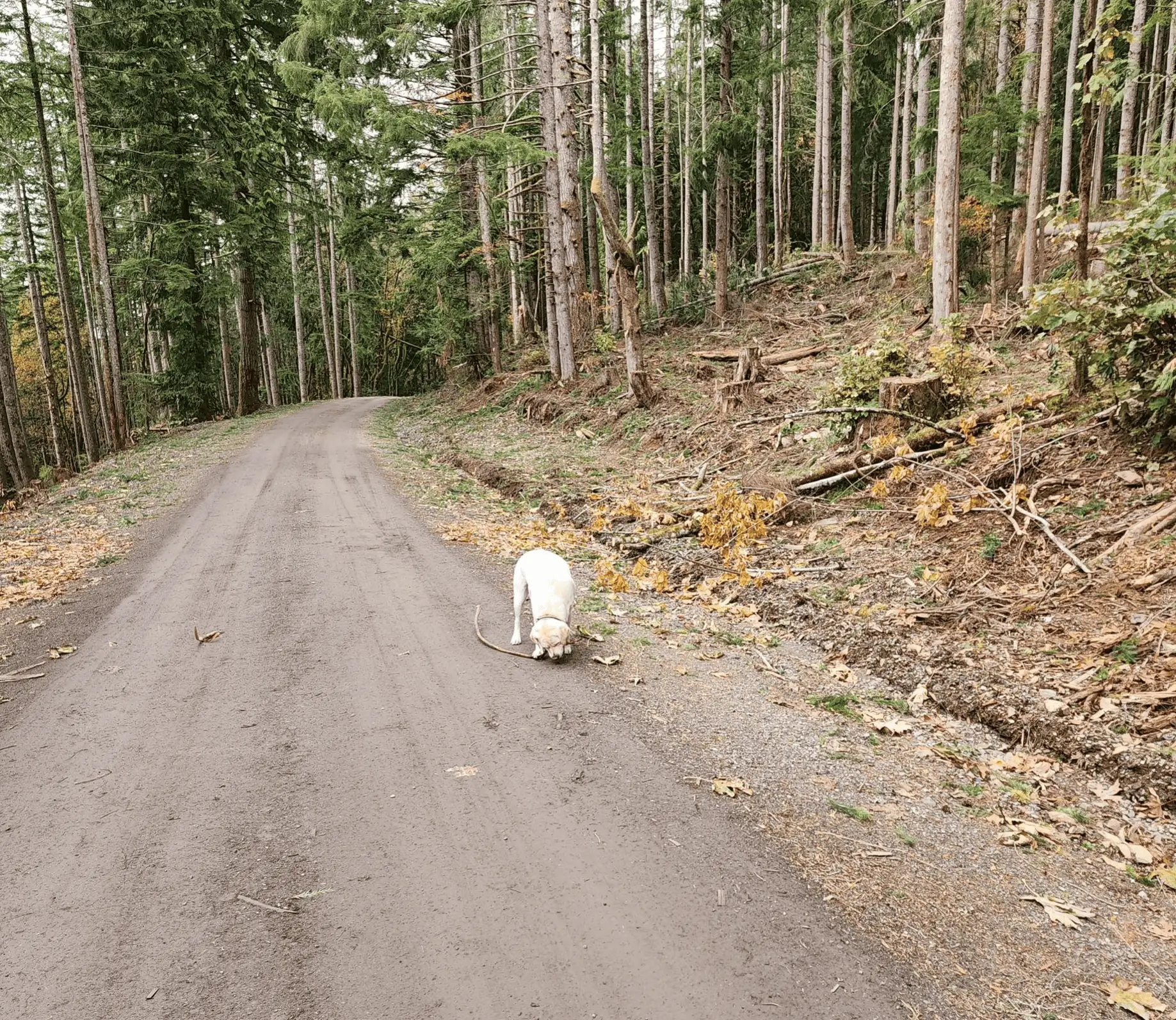 Rivian R1T R1S R1S Off-Road Review by Owner: Exceptional 1669308916447