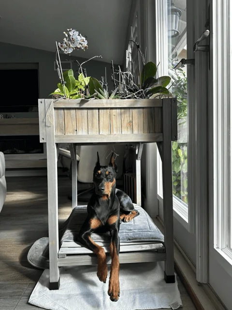 Rivian R1T R1S R1S Dog Owners 1680282281714