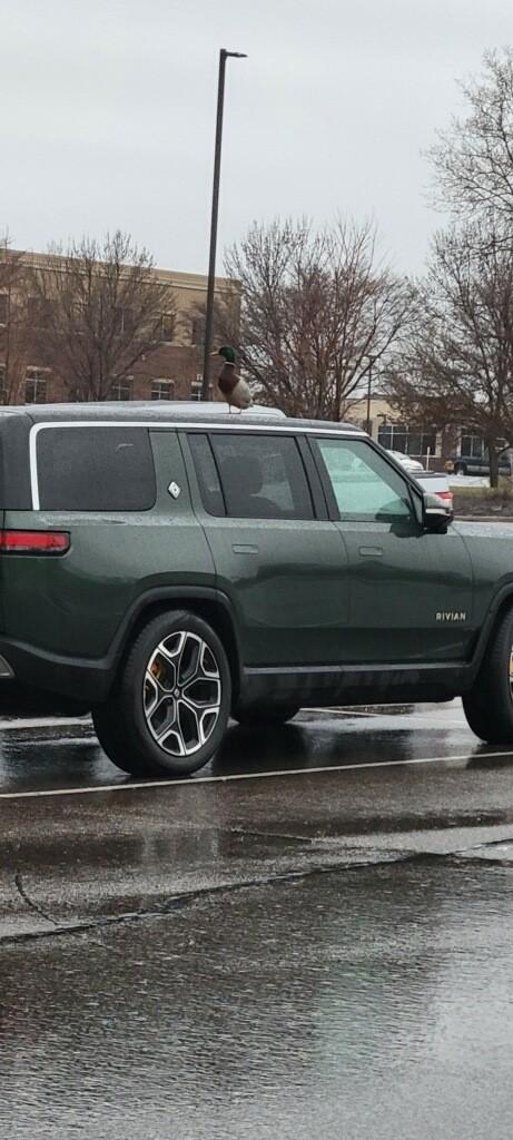 Rivian R1T R1S Minnesota Pre Orders ducky admirer