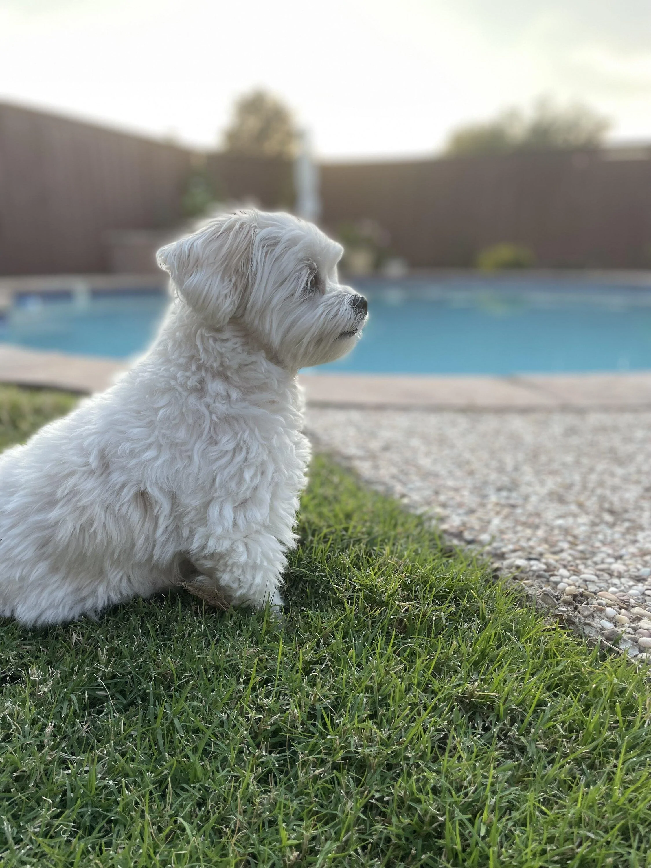 Rivian R1T R1S Attention all R1S Dog Owners tempImagehM2TPJ