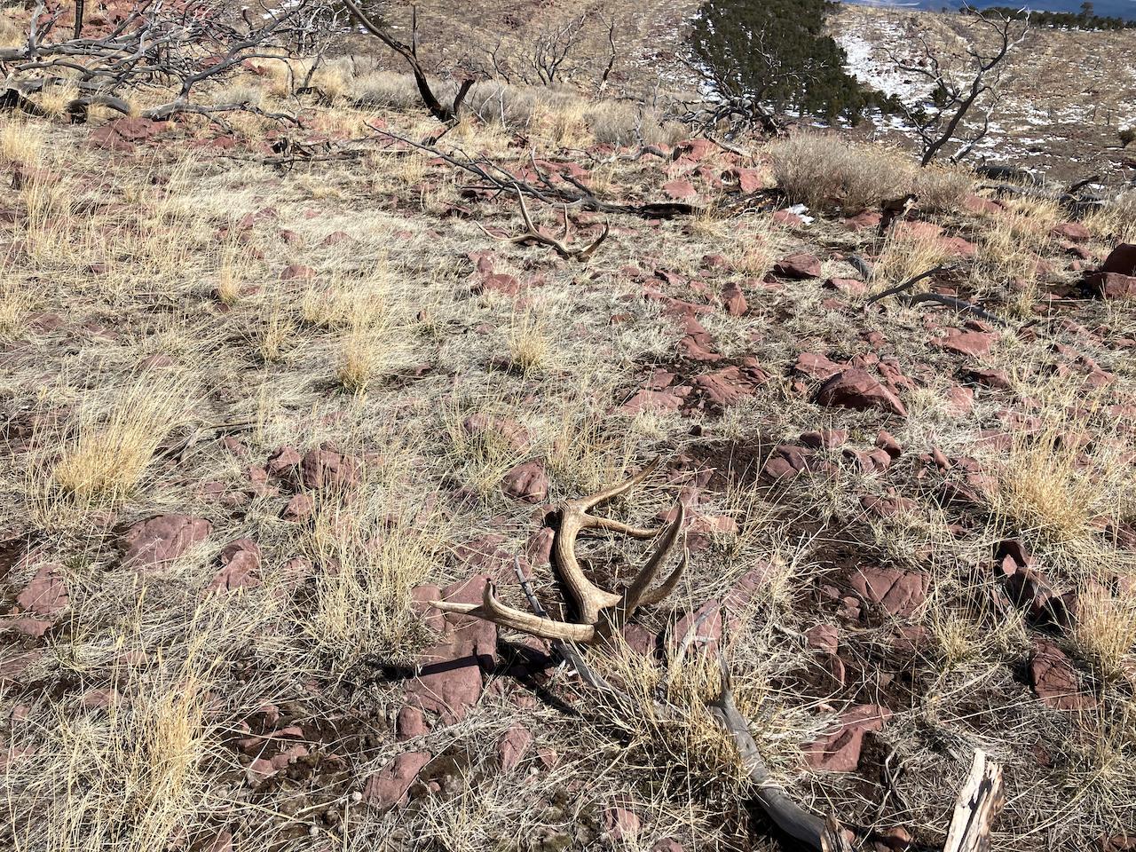Rivian R1T R1S Hunting in your Rivian Elk set - 1