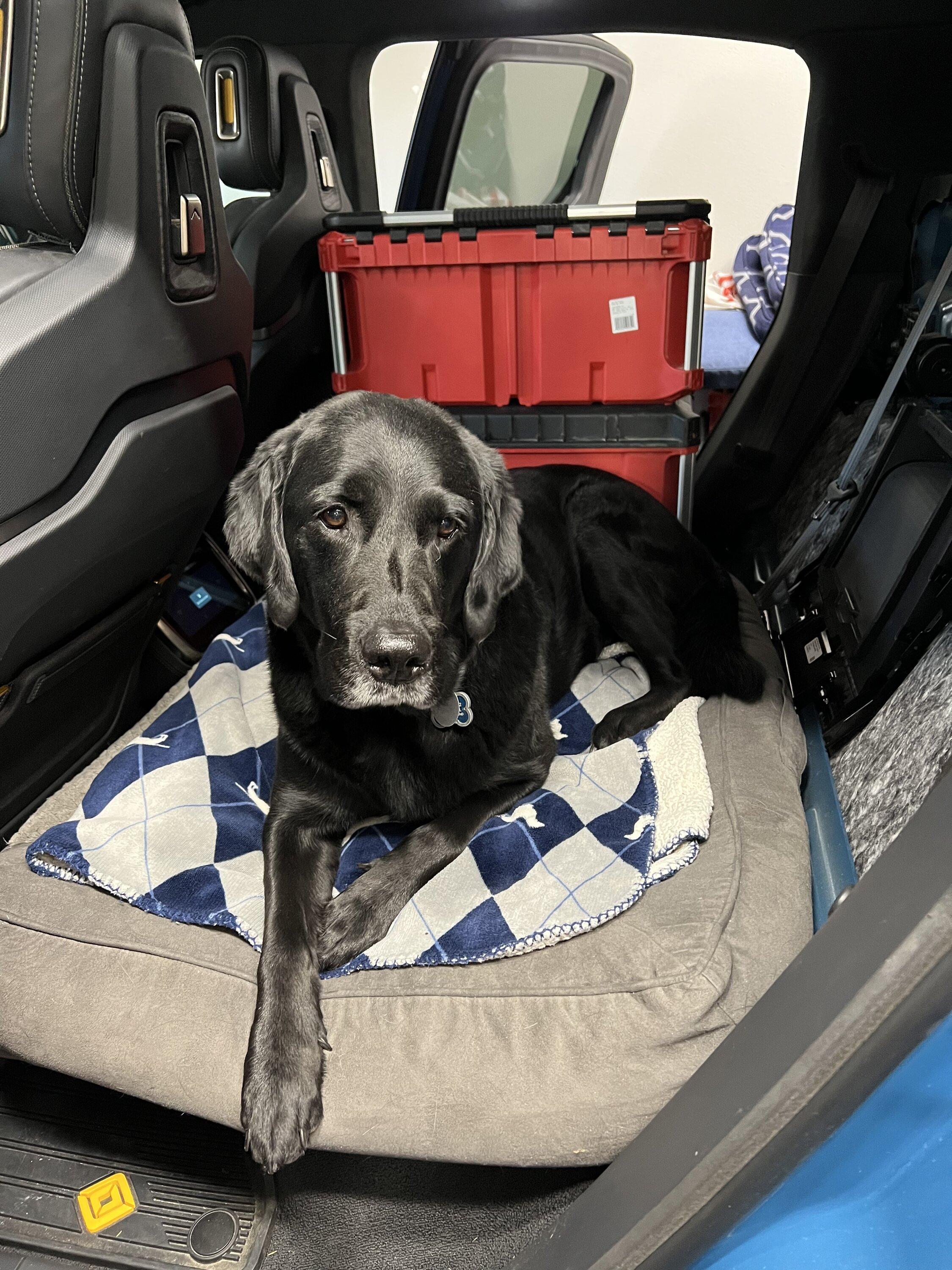 Rivian R1T R1S Dogs and Rivians ? 4BE6FE8B-4AA8-4924-B828-18D18CE5E952