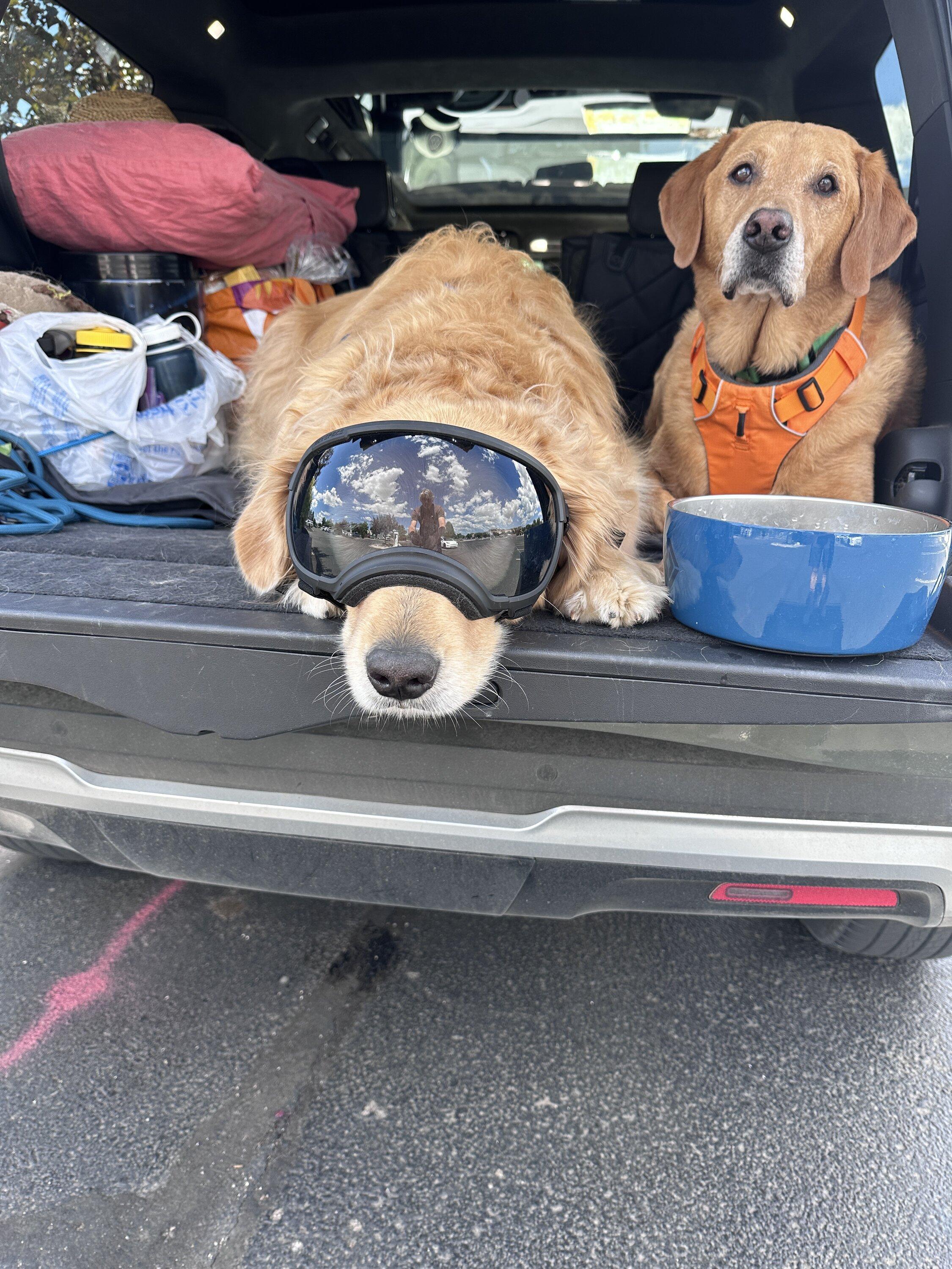 Rivian R1T R1S Dogs and Rivians ? dogs n rivi.JPG