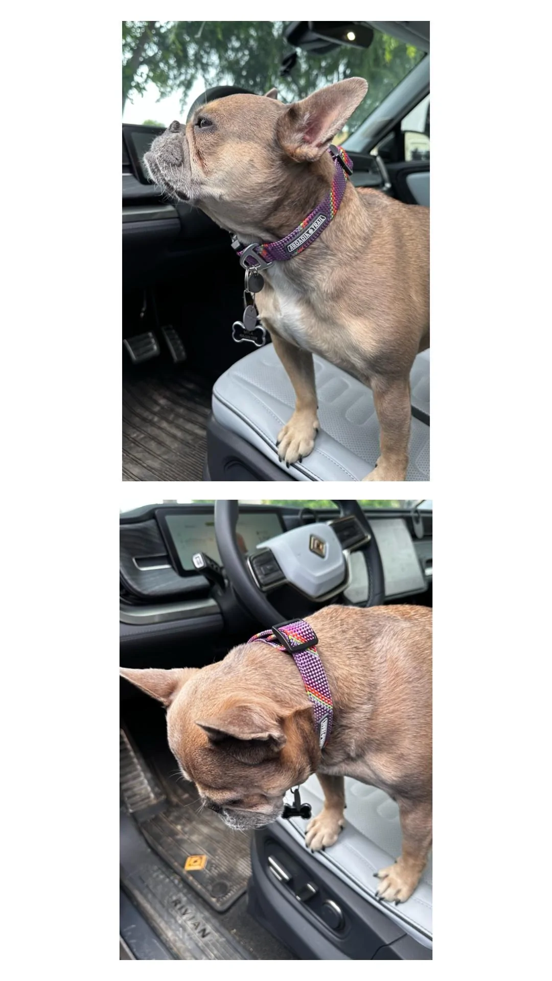 Rivian R1T R1S Dogs and Rivians ? page0 7