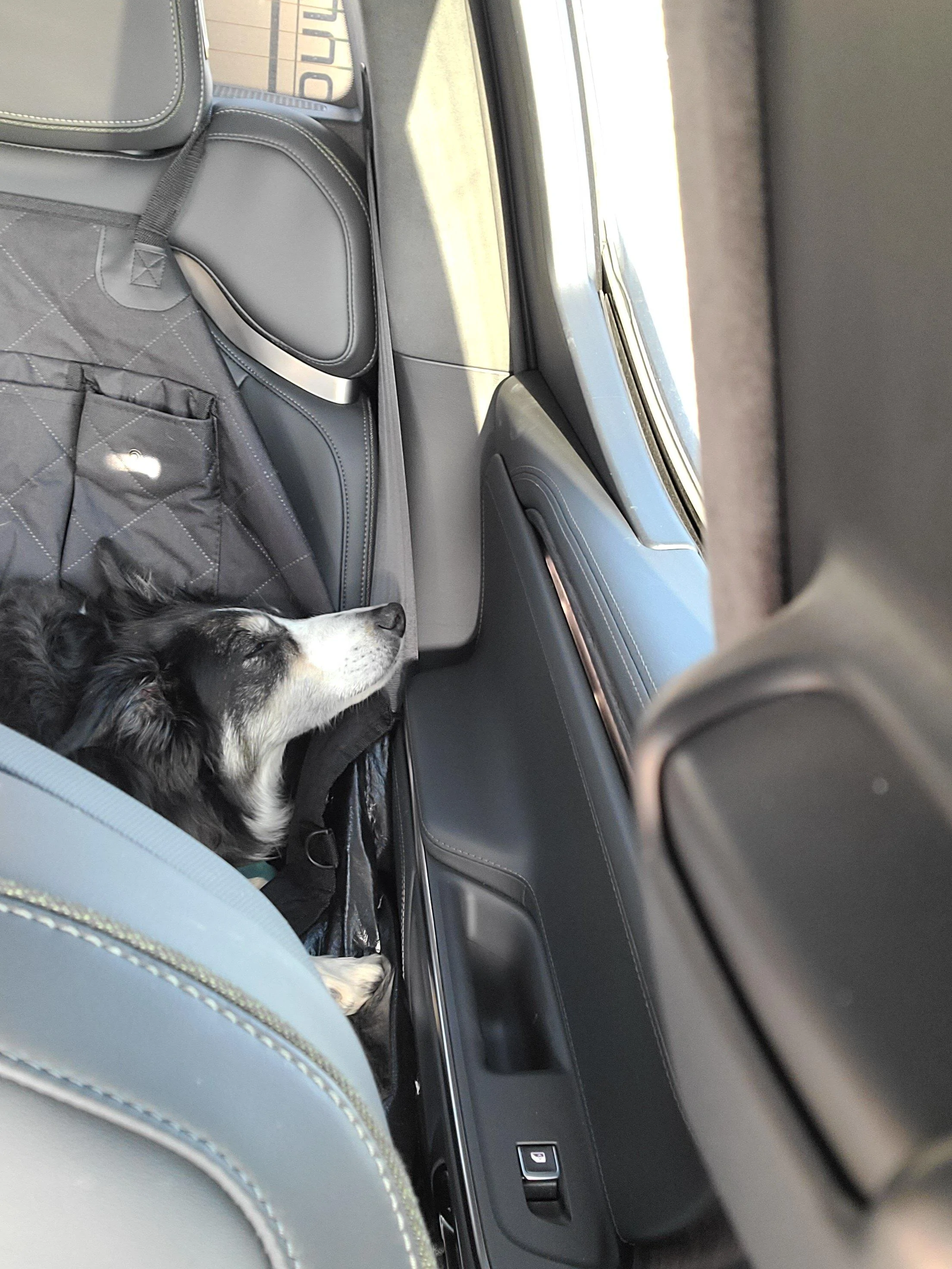 Rivian R1T R1S Dogs and Rivians ? 20230430_180549
