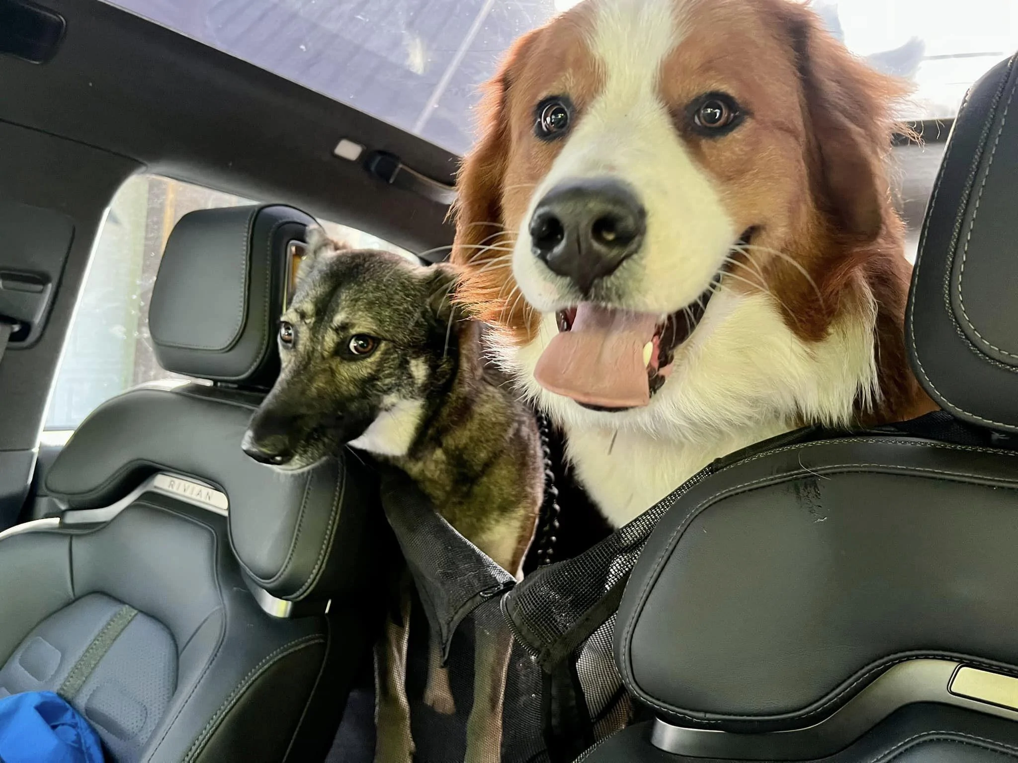 Rivian R1T R1S Dogs and Rivians ? dogs love rivian