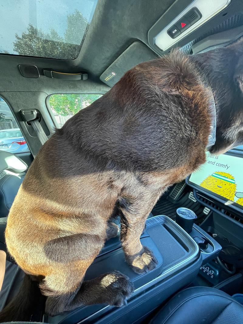 Rivian R1T R1S Dogs and Rivians ? rivian-sv-safe-n-comfy