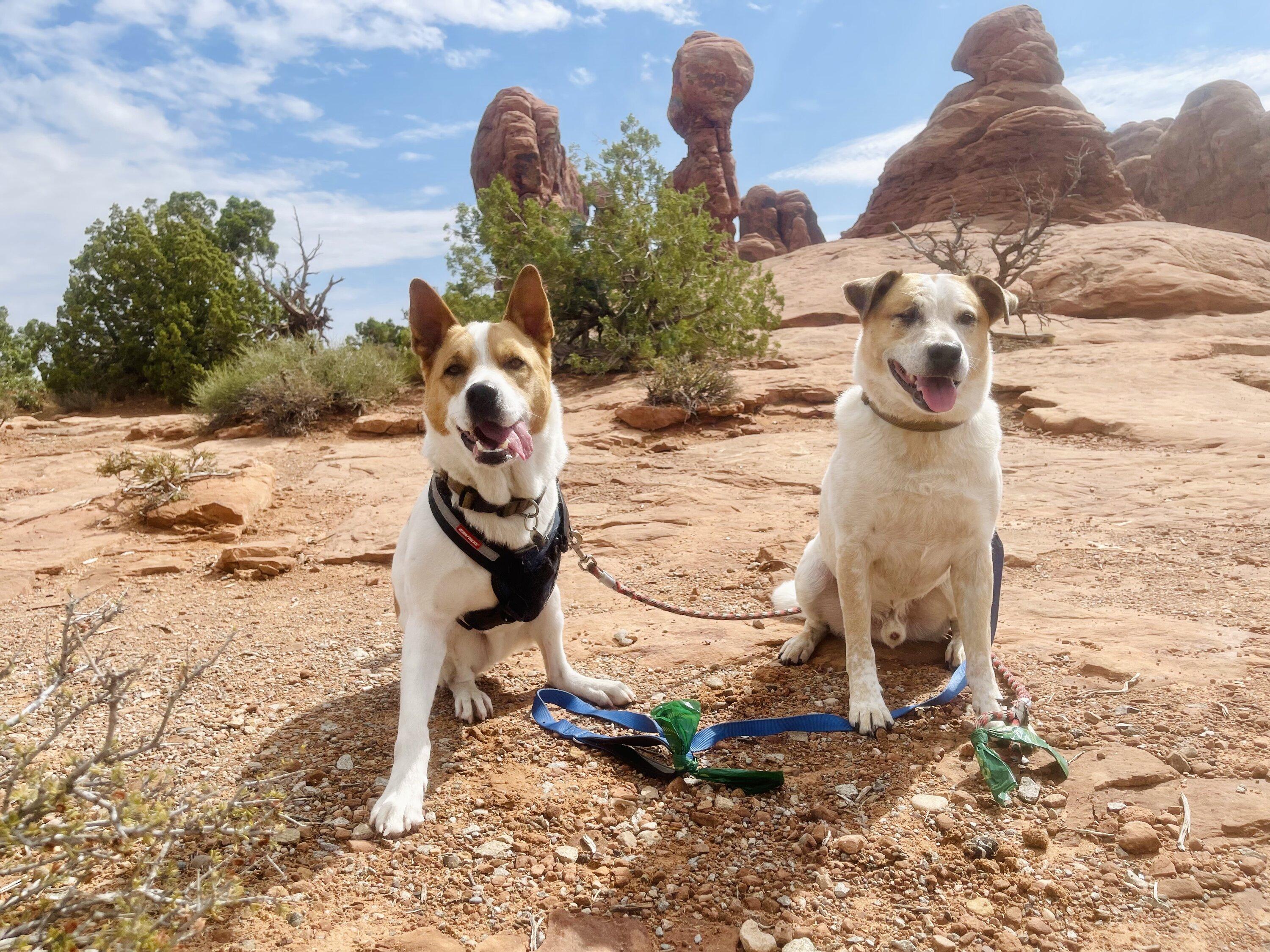 Rivian R1T R1S Exploring Moab with my R1T and dogs IMG_9655