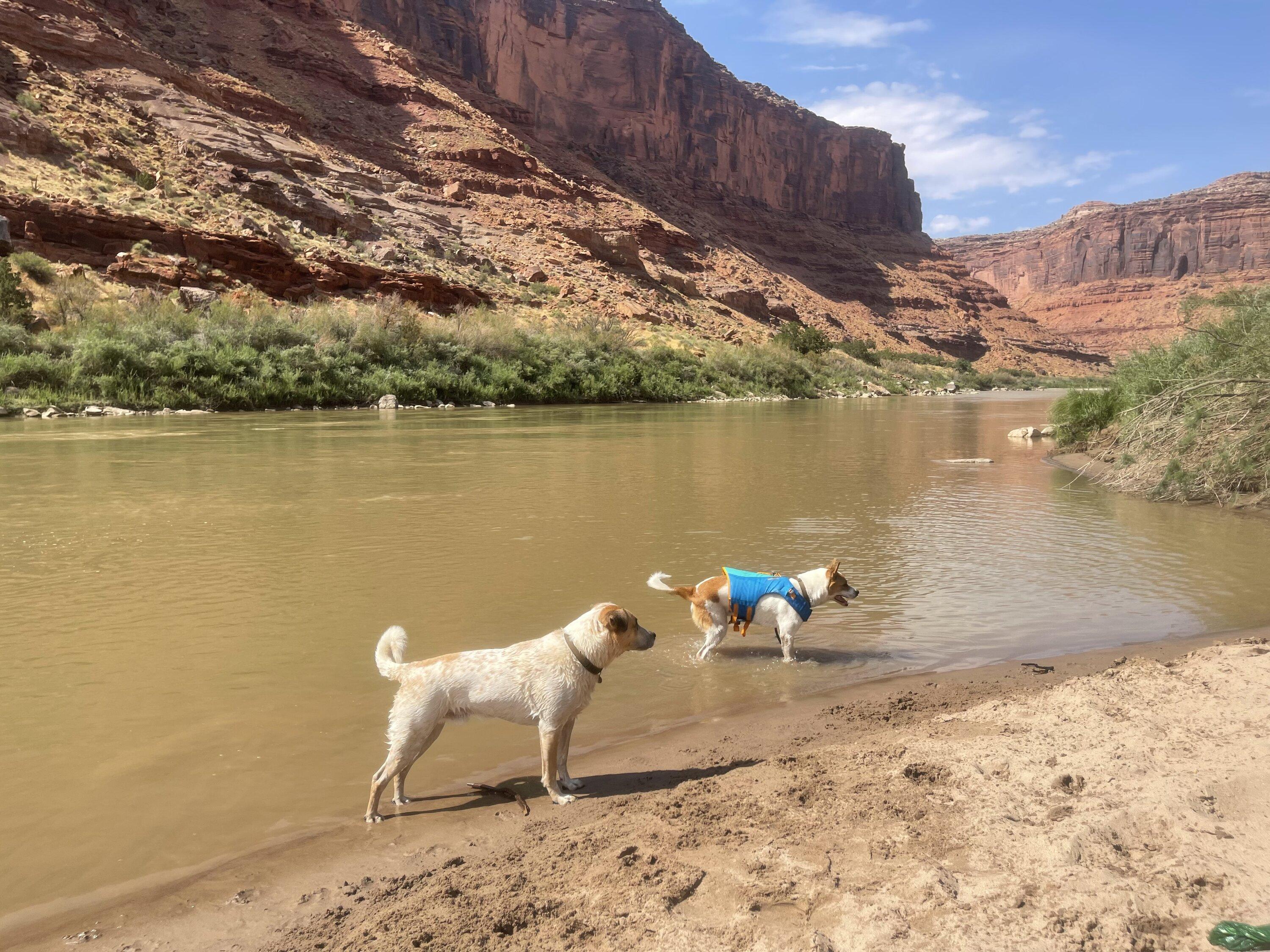 Rivian R1T R1S Exploring Moab with my R1T and dogs IMG_9788
